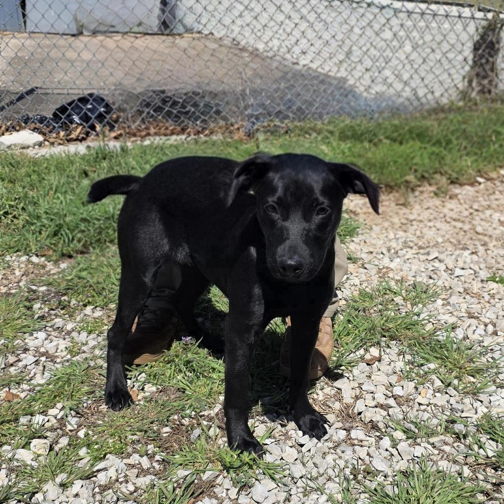 Enlarge AURO-Chevelle, a Adoptable Black Labrador Retriever in Aurora, MO image 1/3