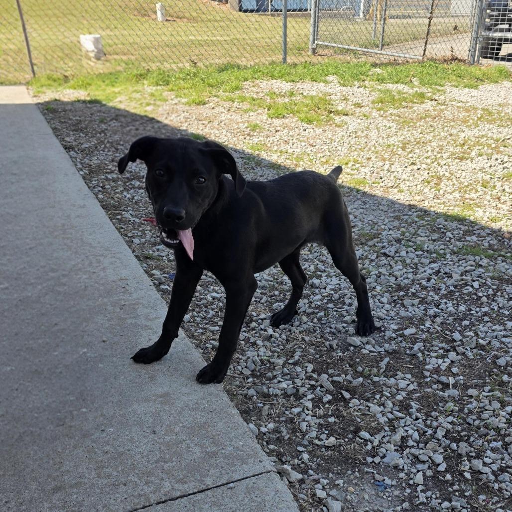 Enlarge AURO-Chevelle, a Adoptable Black Labrador Retriever in Aurora, MO image 2/3