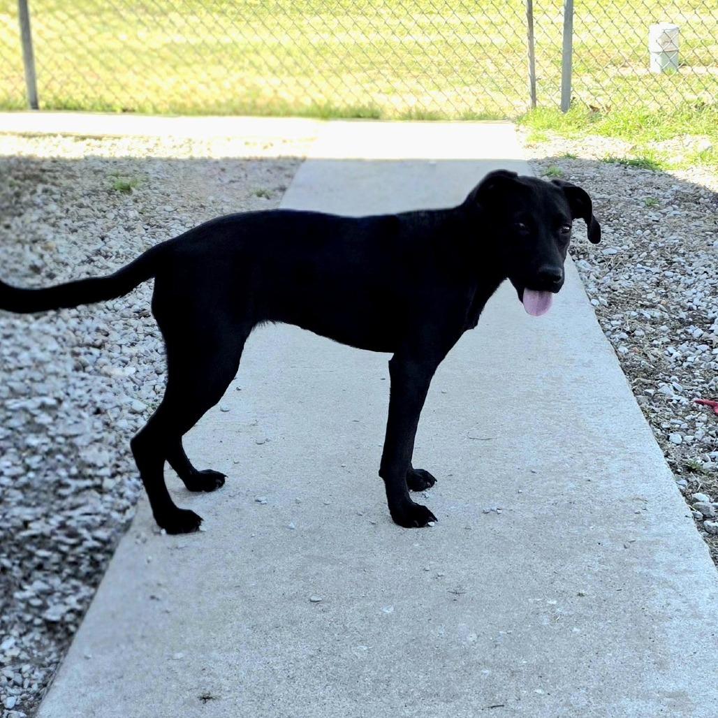 Enlarge AURO-Chevelle, a Adoptable Black Labrador Retriever in Aurora, MO image 3/3
