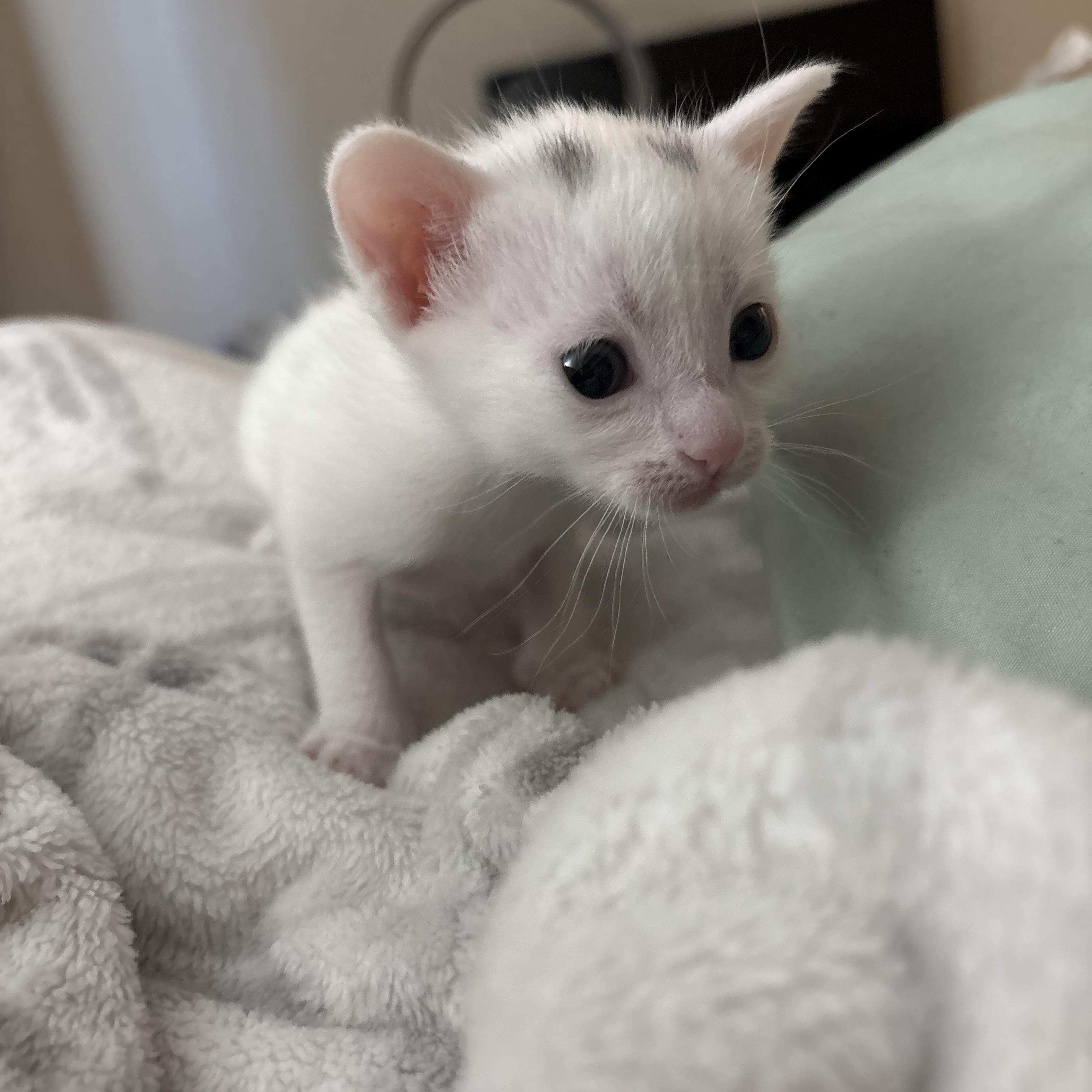 Luna, ADOPTABLE, Kitten Female Domestic Short Hair.