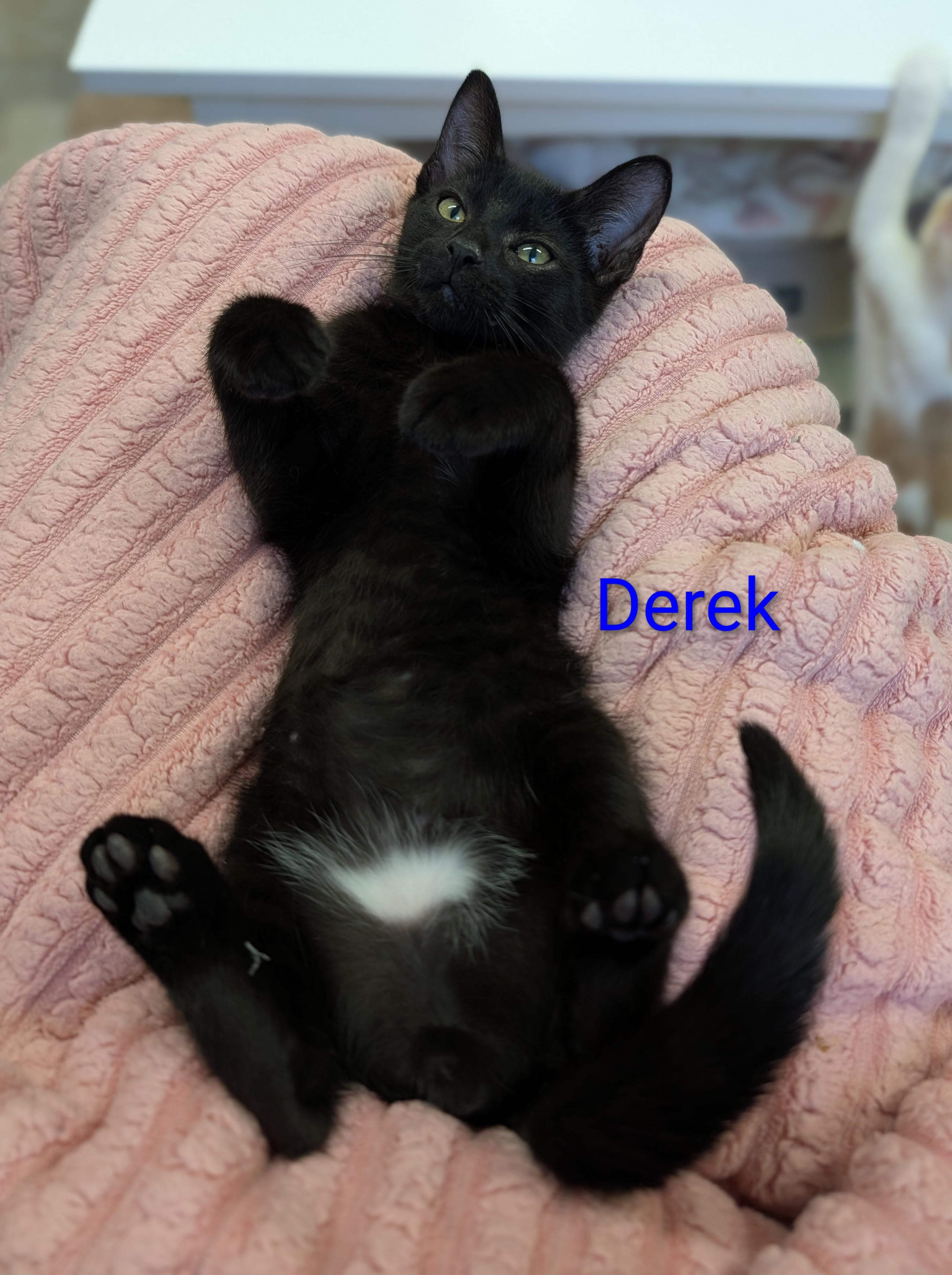 Derek, adoptable, Kitten Male Domestic Short Hair.