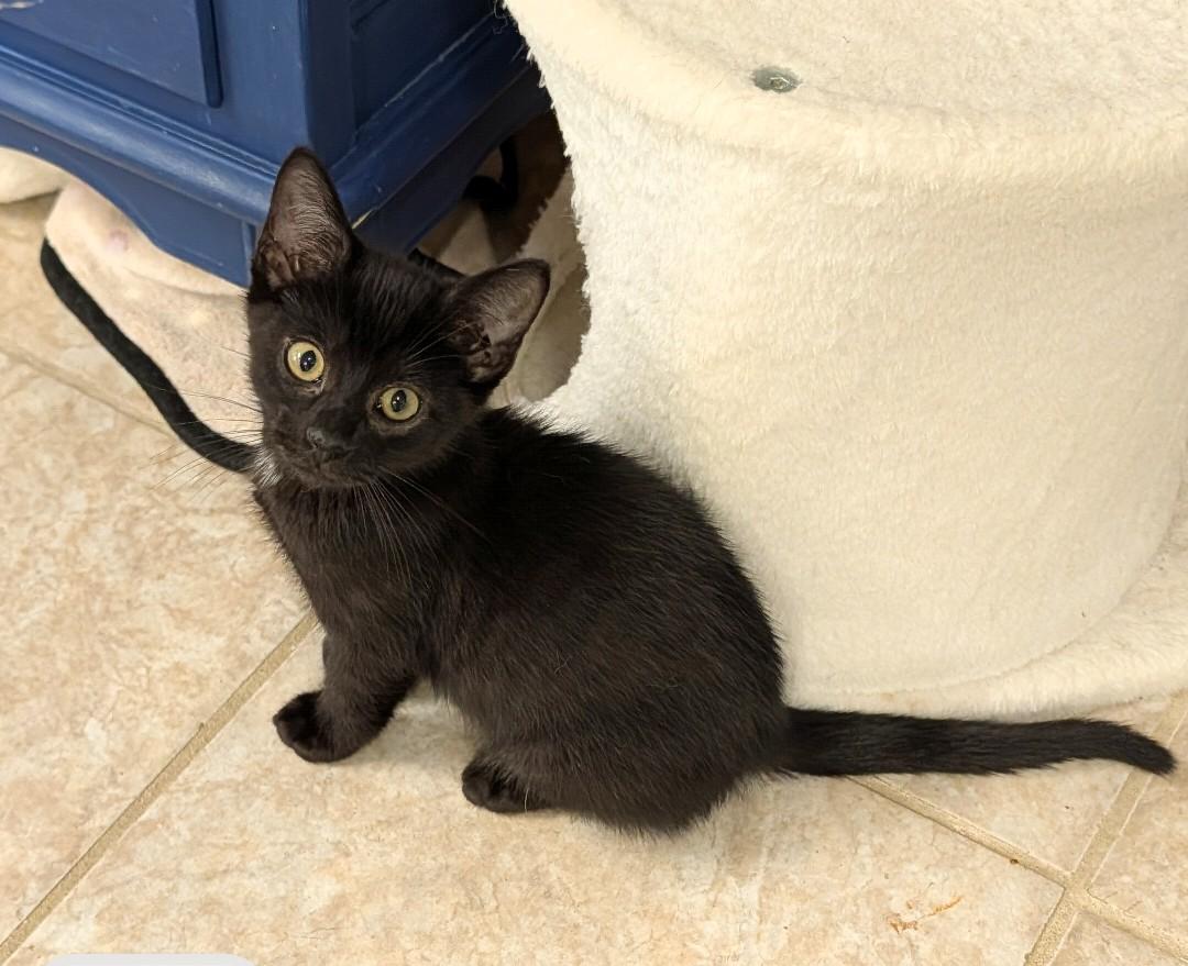 Derek, an adoptable Domestic Short Hair in Waterloo, IA image 3/5