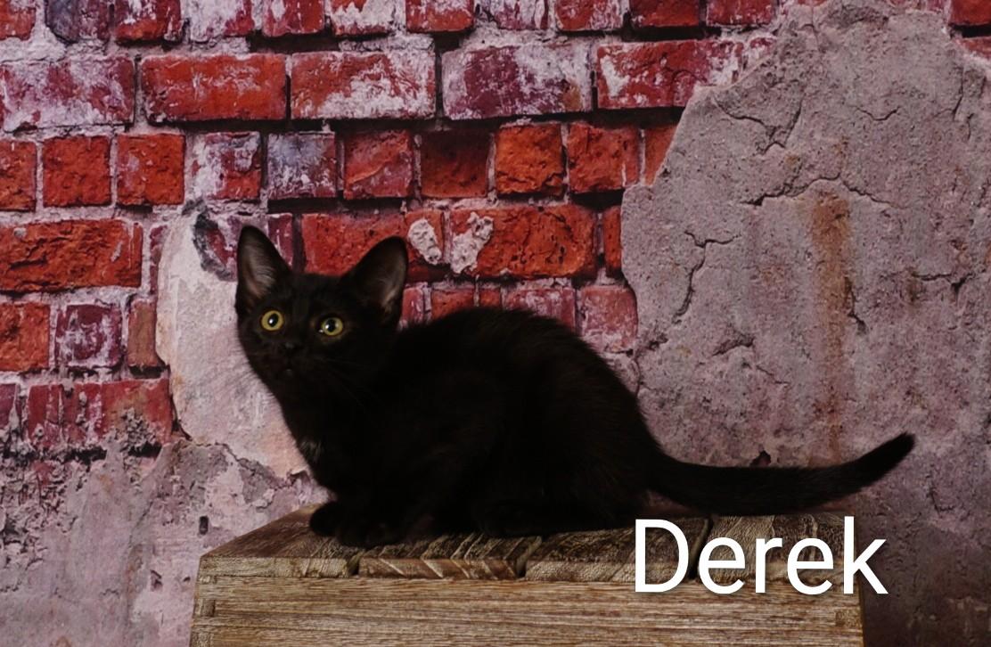 Derek, an adoptable Domestic Short Hair in Waterloo, IA image 2/5