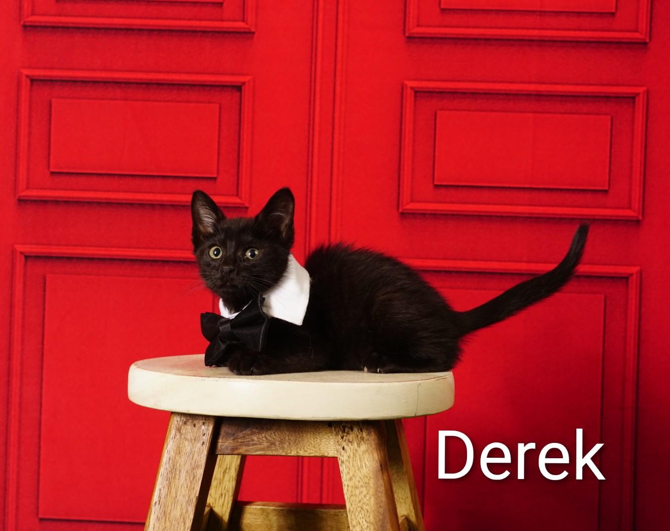 Derek, an adoptable Domestic Short Hair in Waterloo, IA image 4/5