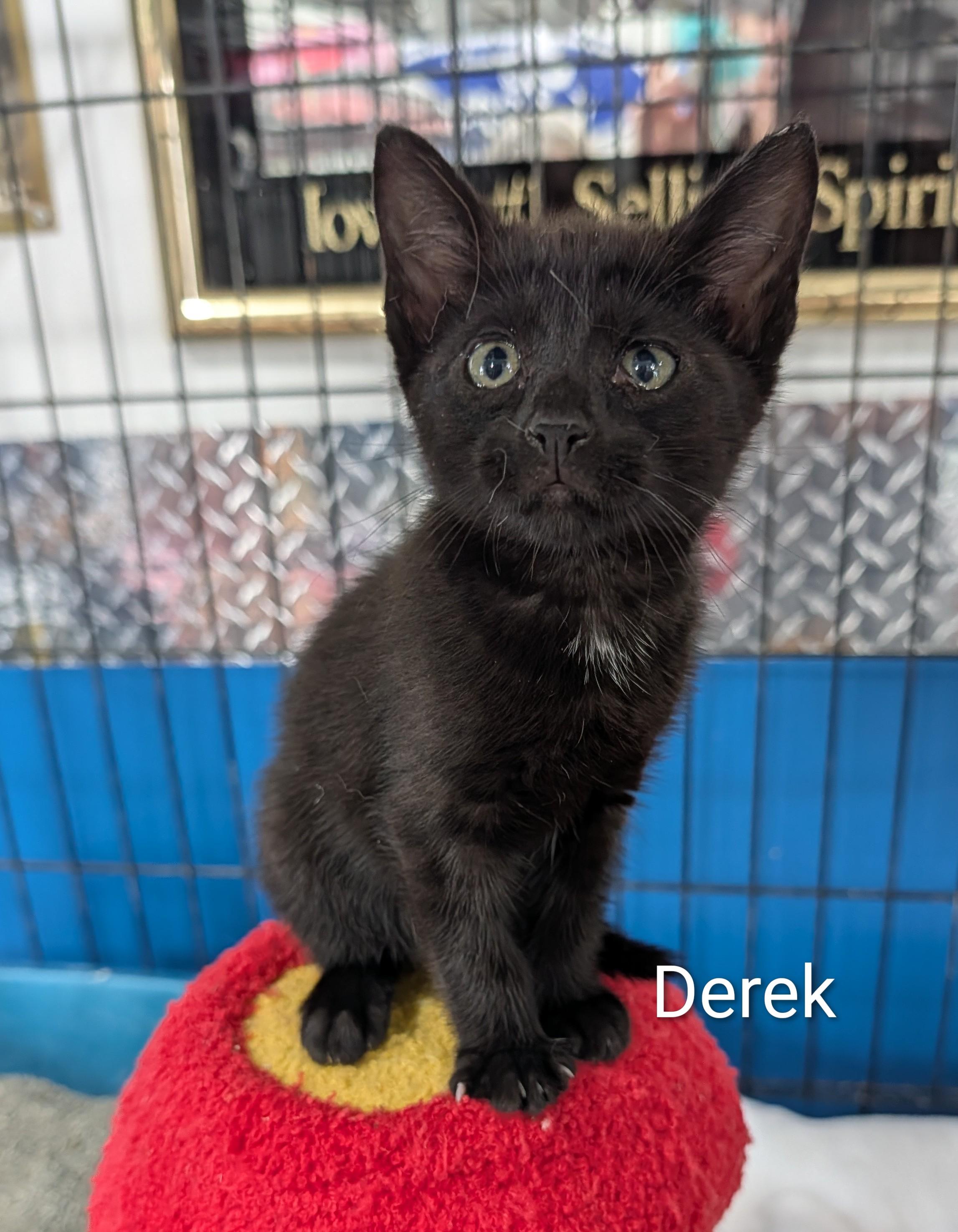 Enlarge Derek, an adoptable Domestic Short Hair in Waterloo, IA image 1/1