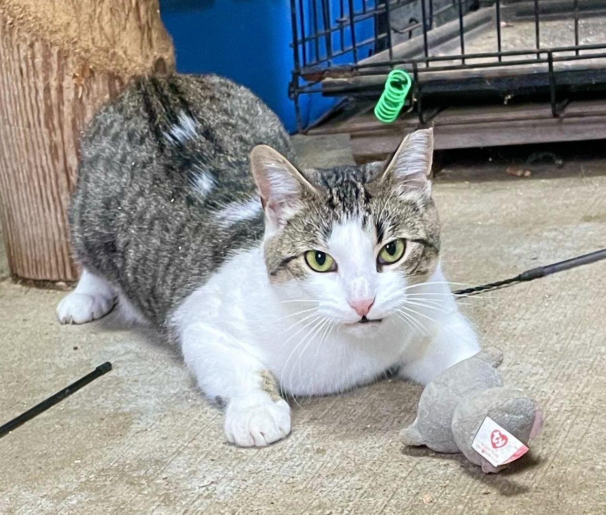 Enlarge Storm, a Adoptable mixed breed in Stanwood, WA image 3/6