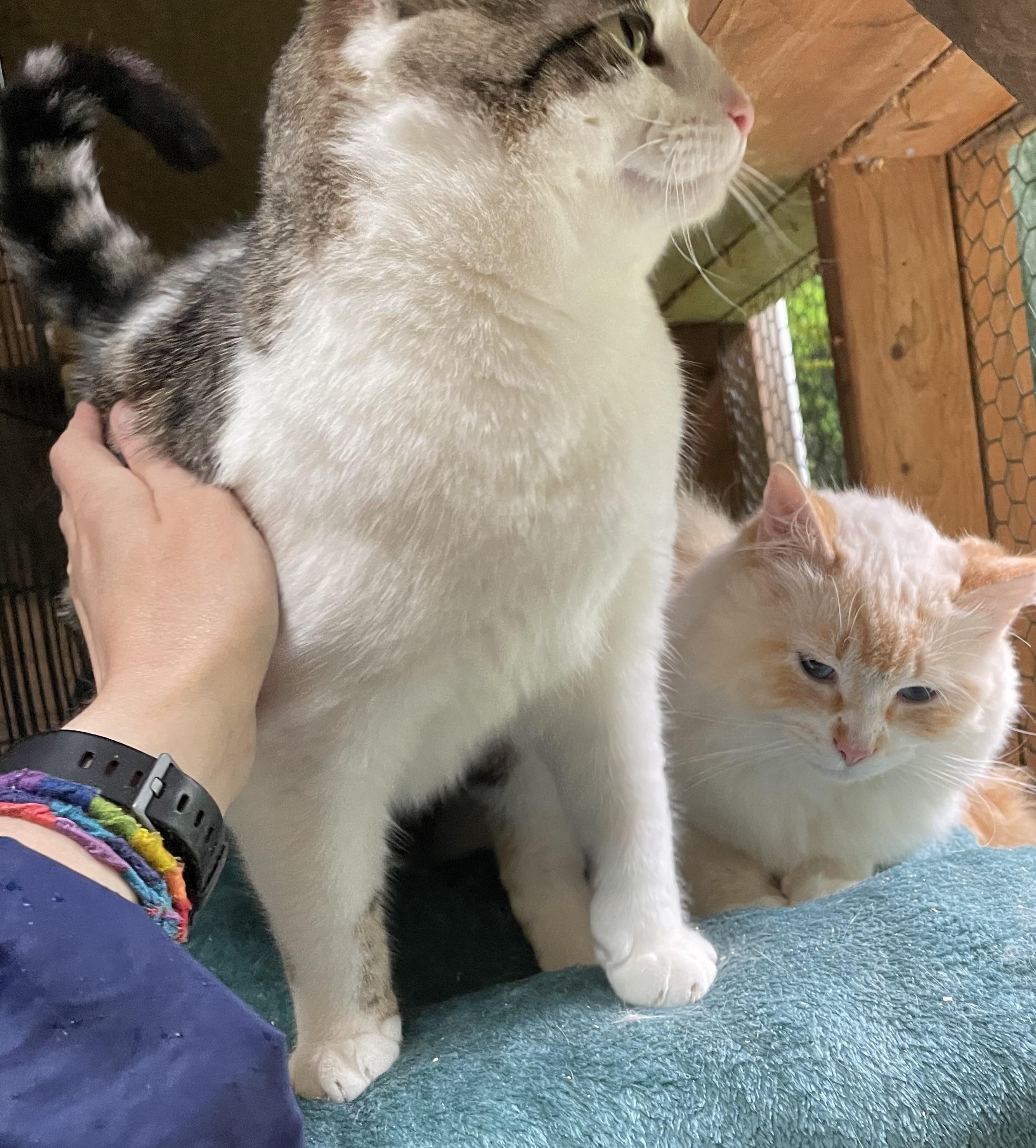 Enlarge Storm, a Adoptable mixed breed in Stanwood, WA image 4/6