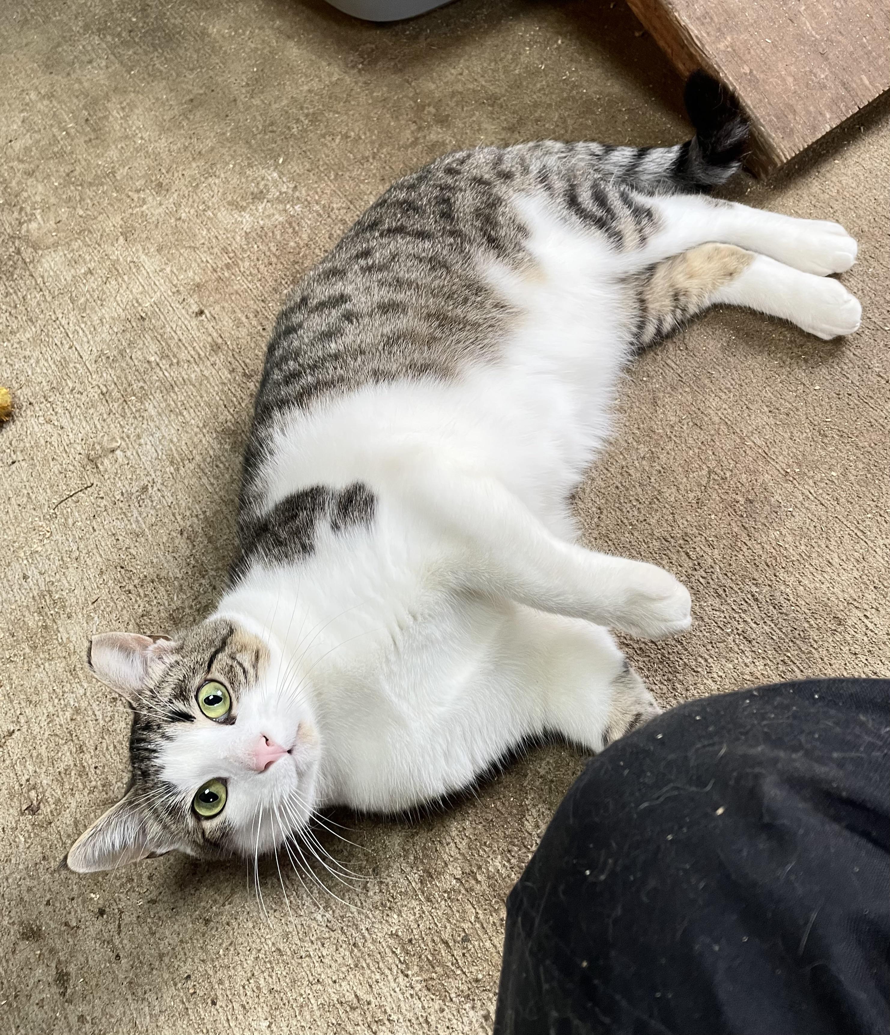 Enlarge Storm, a Adoptable mixed breed in Stanwood, WA image 6/6