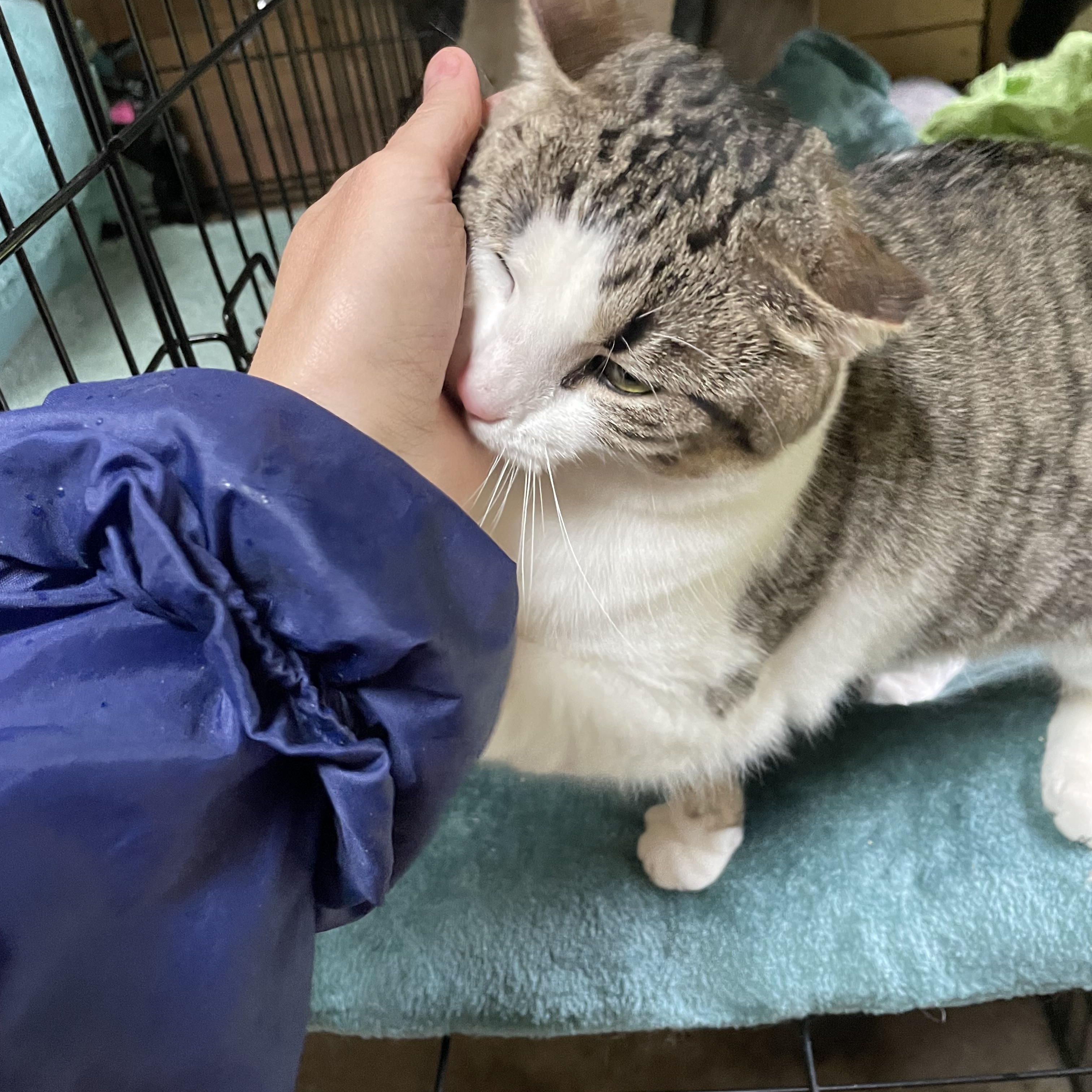 Enlarge Storm, a Adoptable mixed breed in Stanwood, WA image 5/6