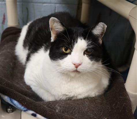 Enlarge PINKY, a Adoptable Domestic Short Hair in Aliquippa, PA image 1/1