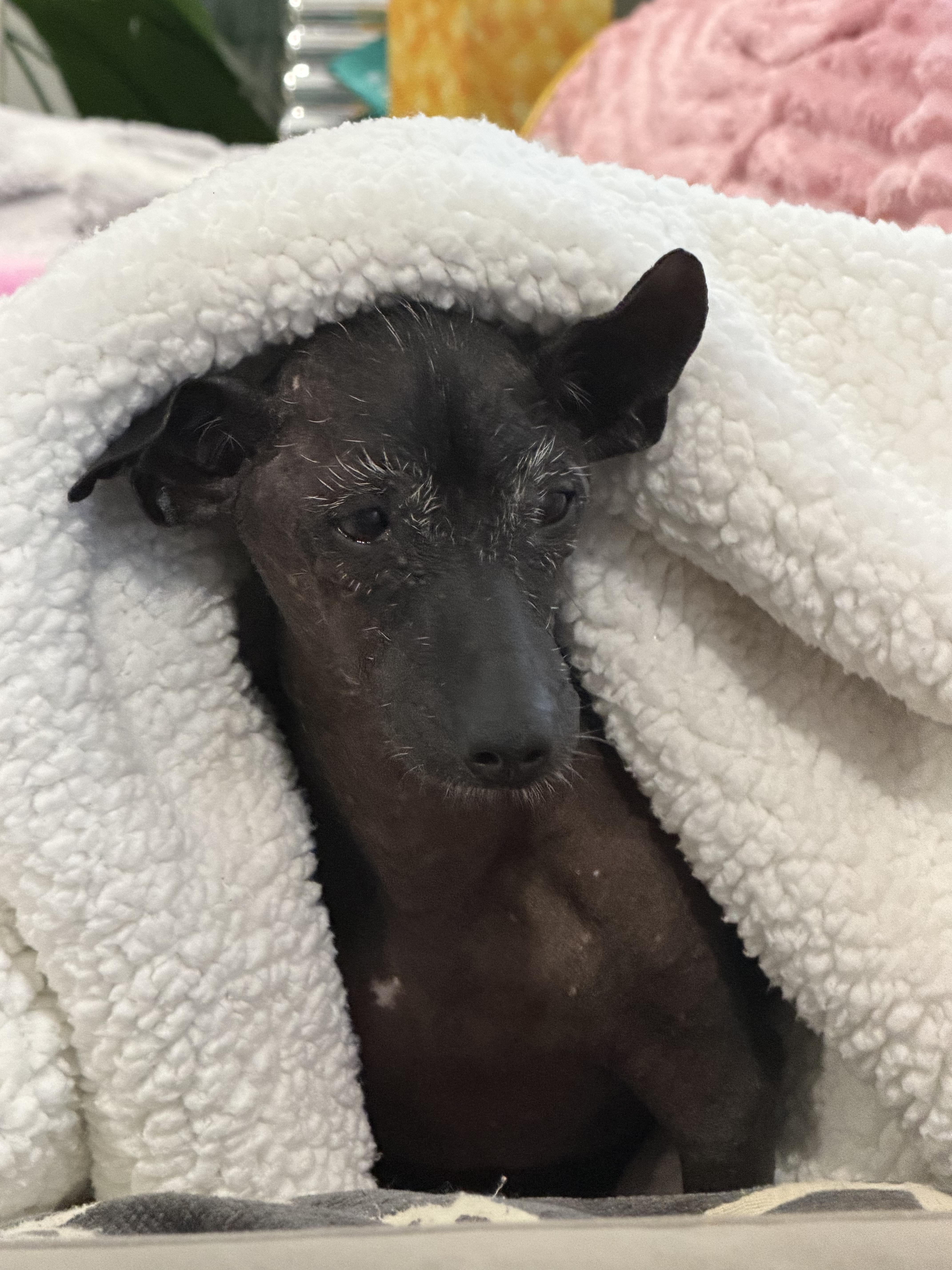 Enlarge Manny - Windsor, VA, a Adoptable Xoloitzcuintli / Mexican Hairless in Suffolk, VA image 4/6