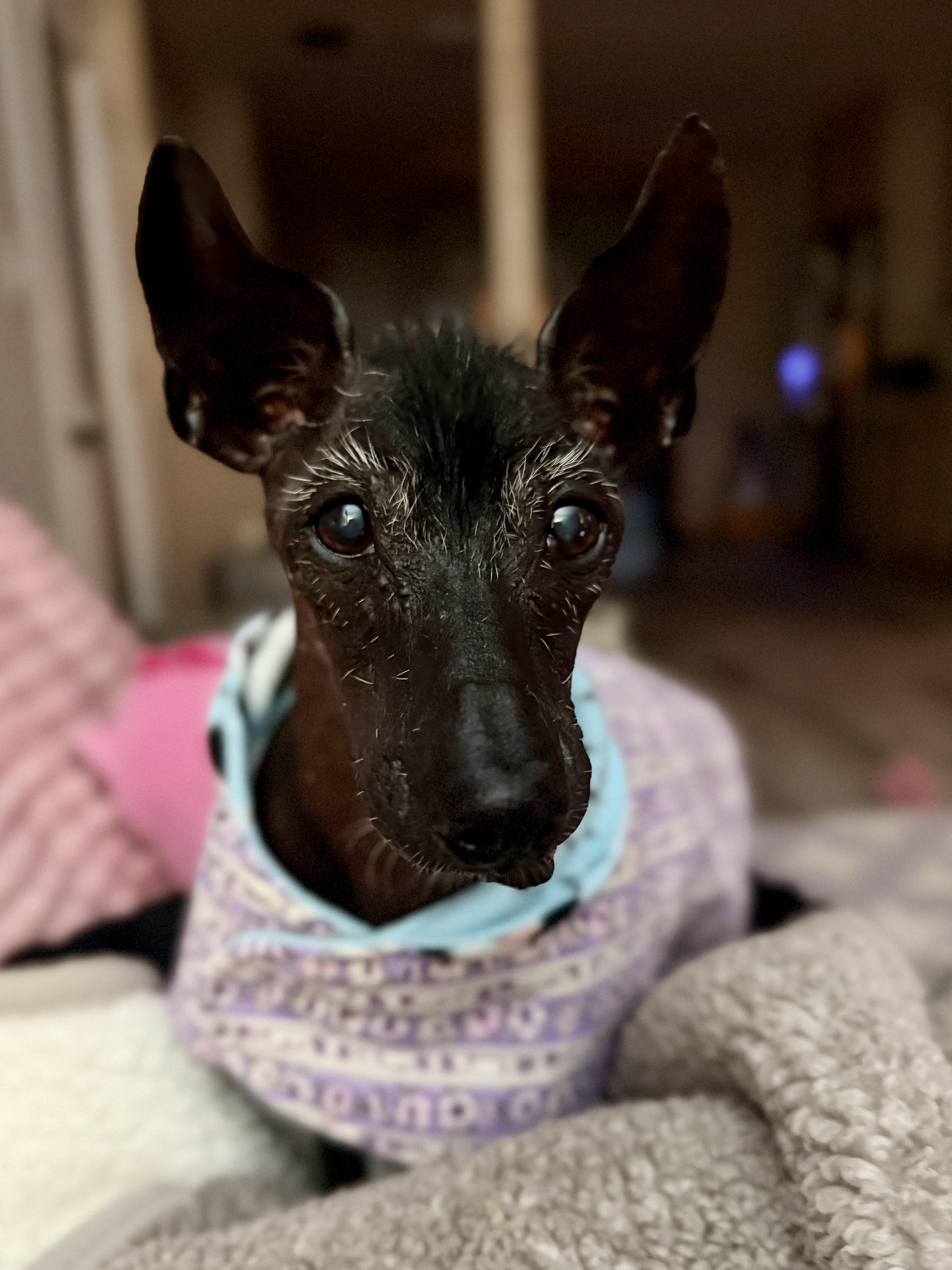 Enlarge Manny - Windsor, VA, a Adoptable Xoloitzcuintli / Mexican Hairless in Suffolk, VA image 6/6