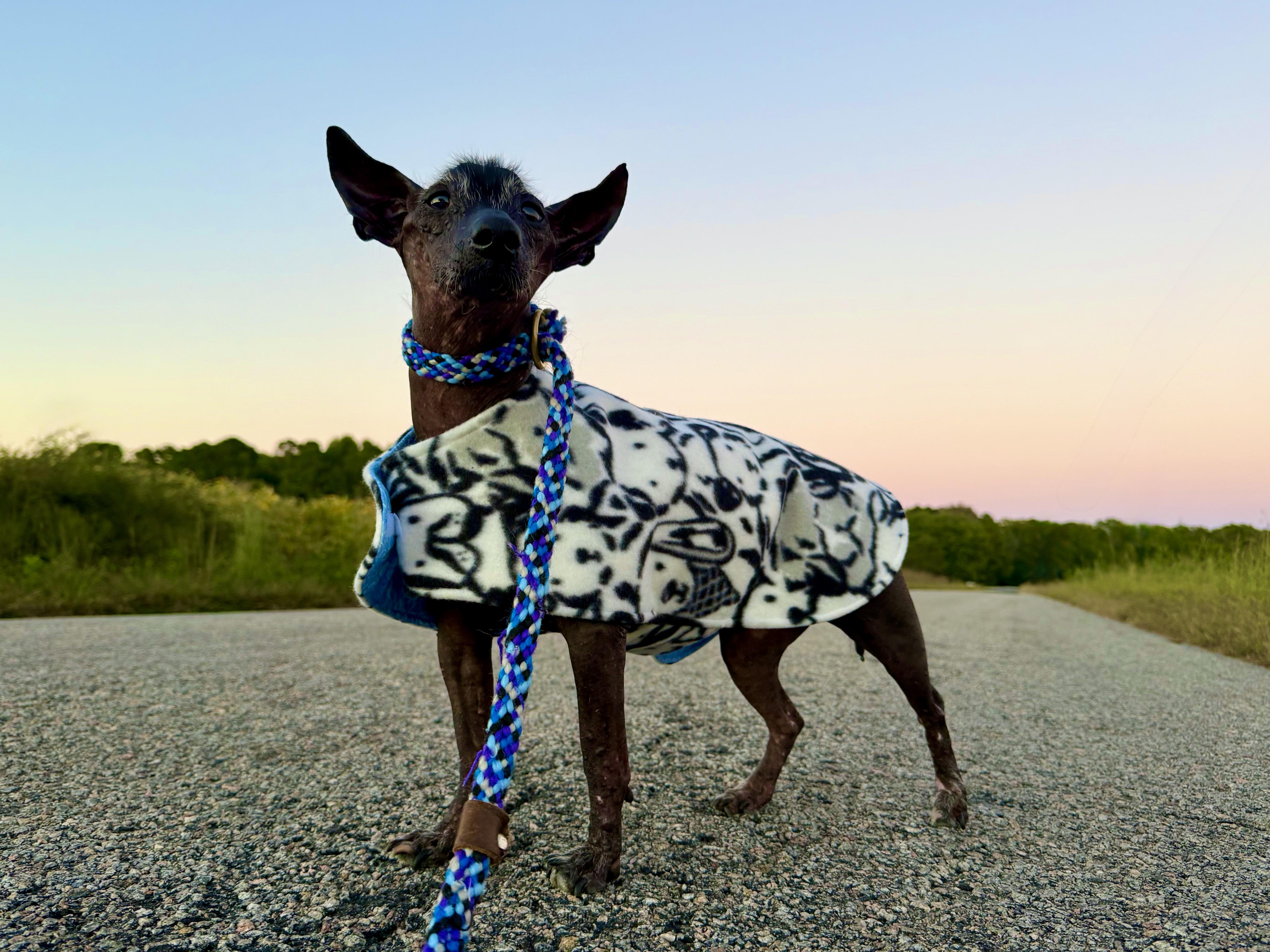 Enlarge Manny - Windsor, VA, a Adoptable Xoloitzcuintli / Mexican Hairless in Suffolk, VA image 1/6