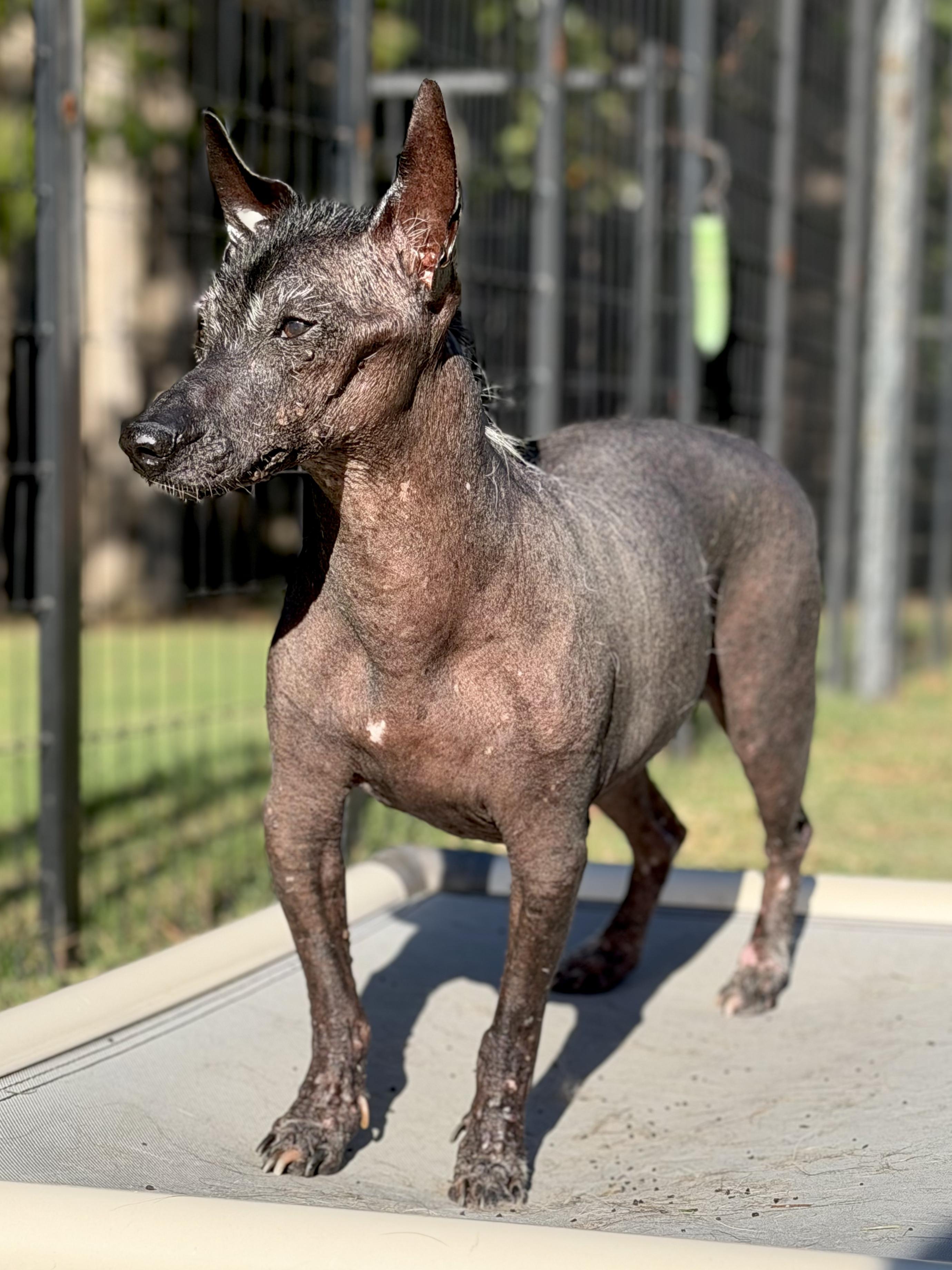 Enlarge Manny - Windsor, VA, a Adoptable Xoloitzcuintli / Mexican Hairless in Suffolk, VA image 3/6