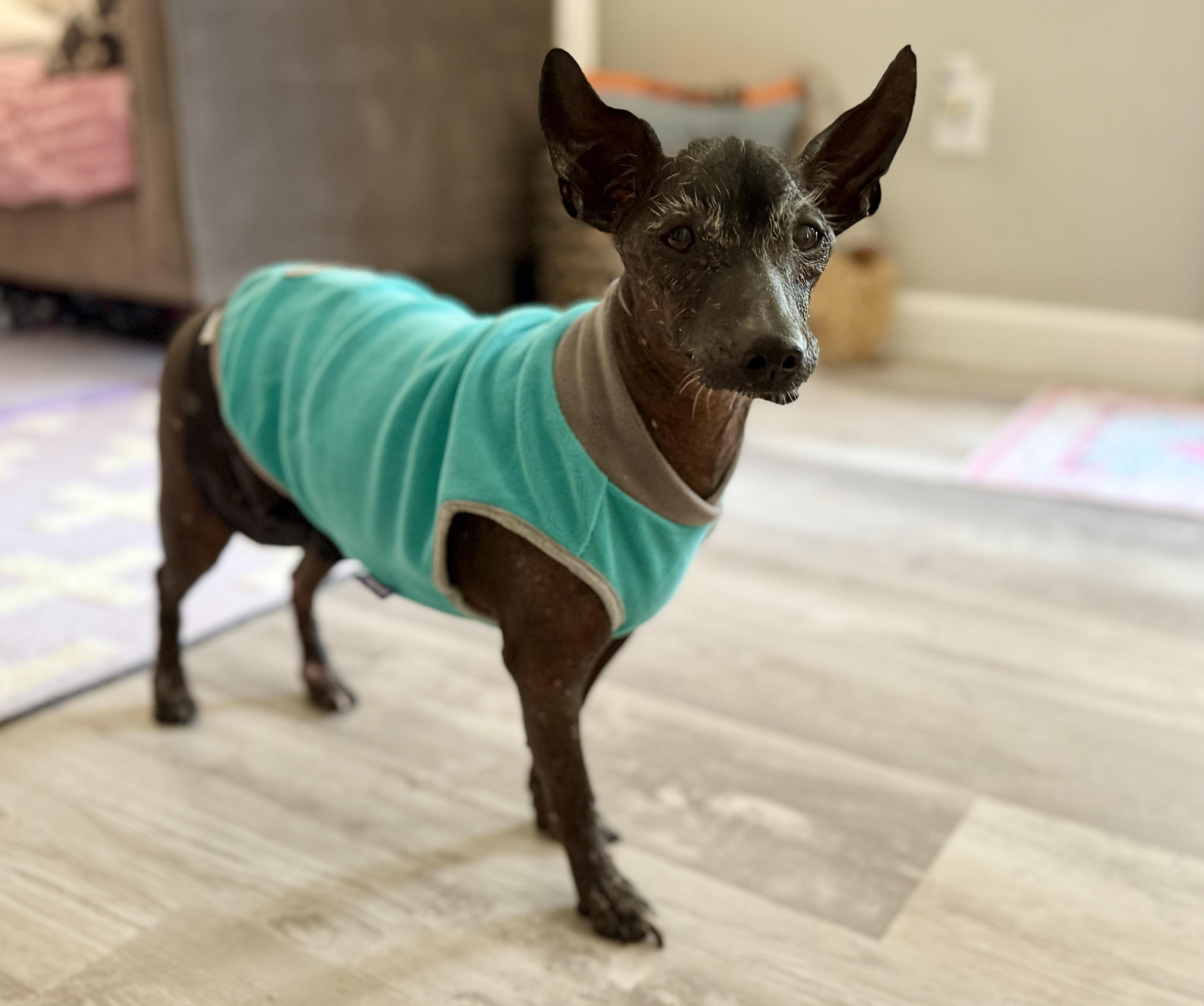Enlarge Manny - Windsor, VA, a Adoptable Xoloitzcuintli / Mexican Hairless in Suffolk, VA image 2/6