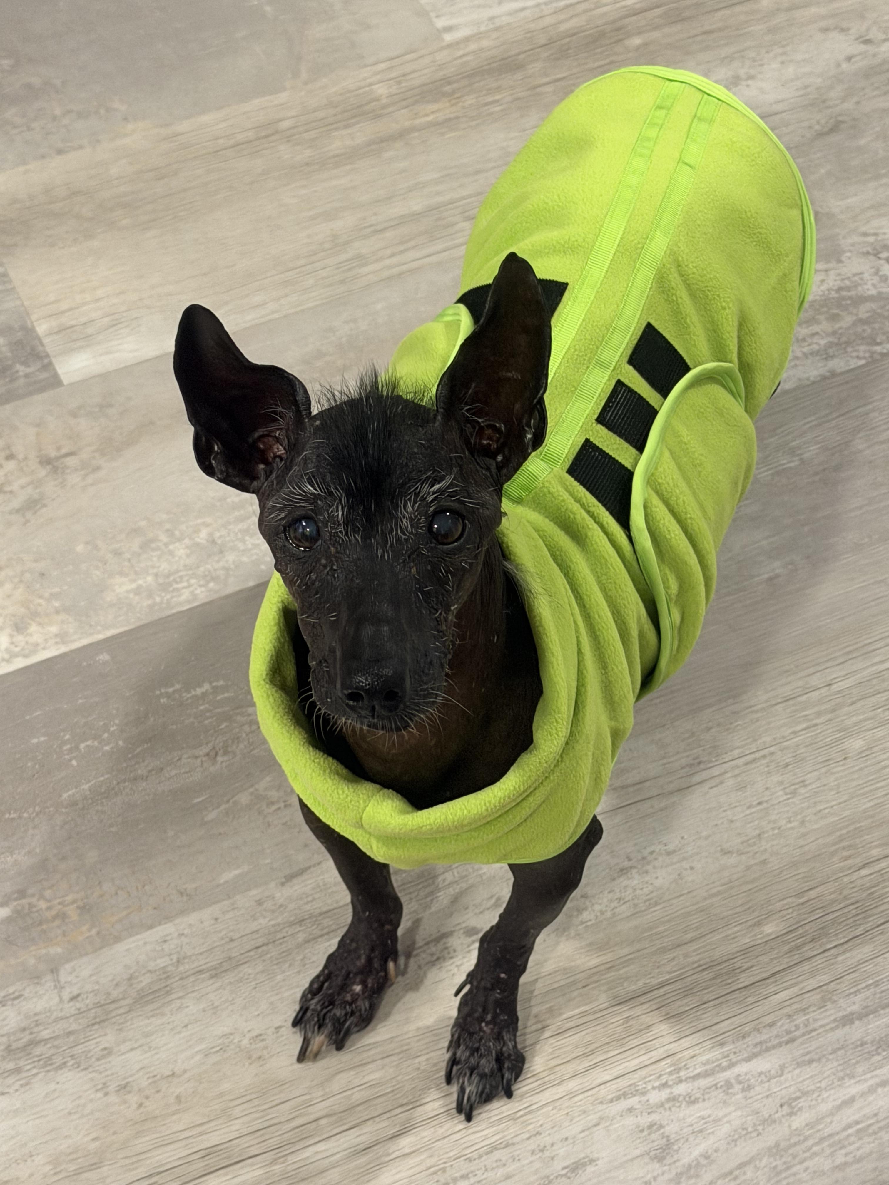 Enlarge Manny - Windsor, VA, a Adoptable Xoloitzcuintli / Mexican Hairless in Suffolk, VA image 5/6