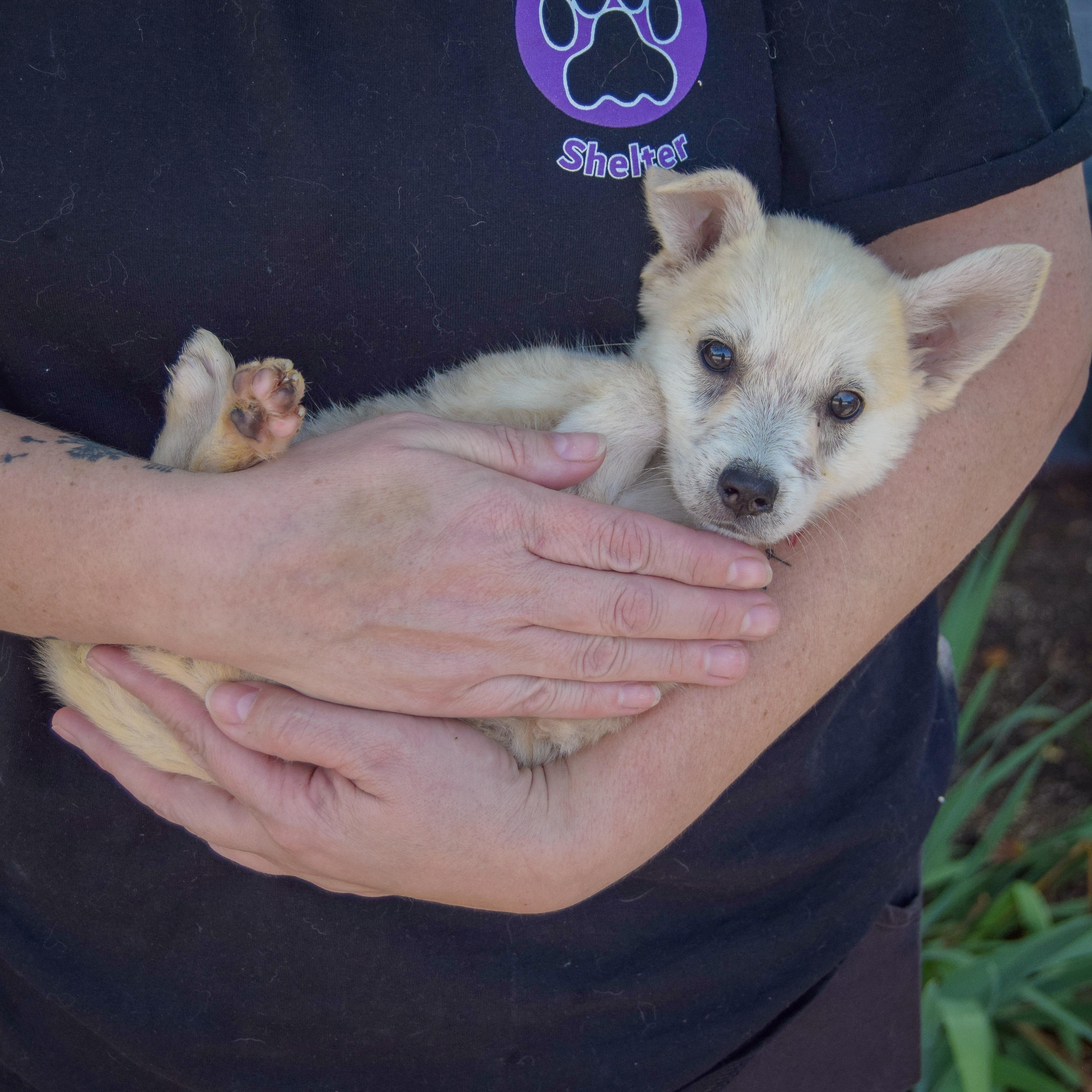 Enlarge Bruce, a Adopted mixed breed in Huntley, IL image 4/6