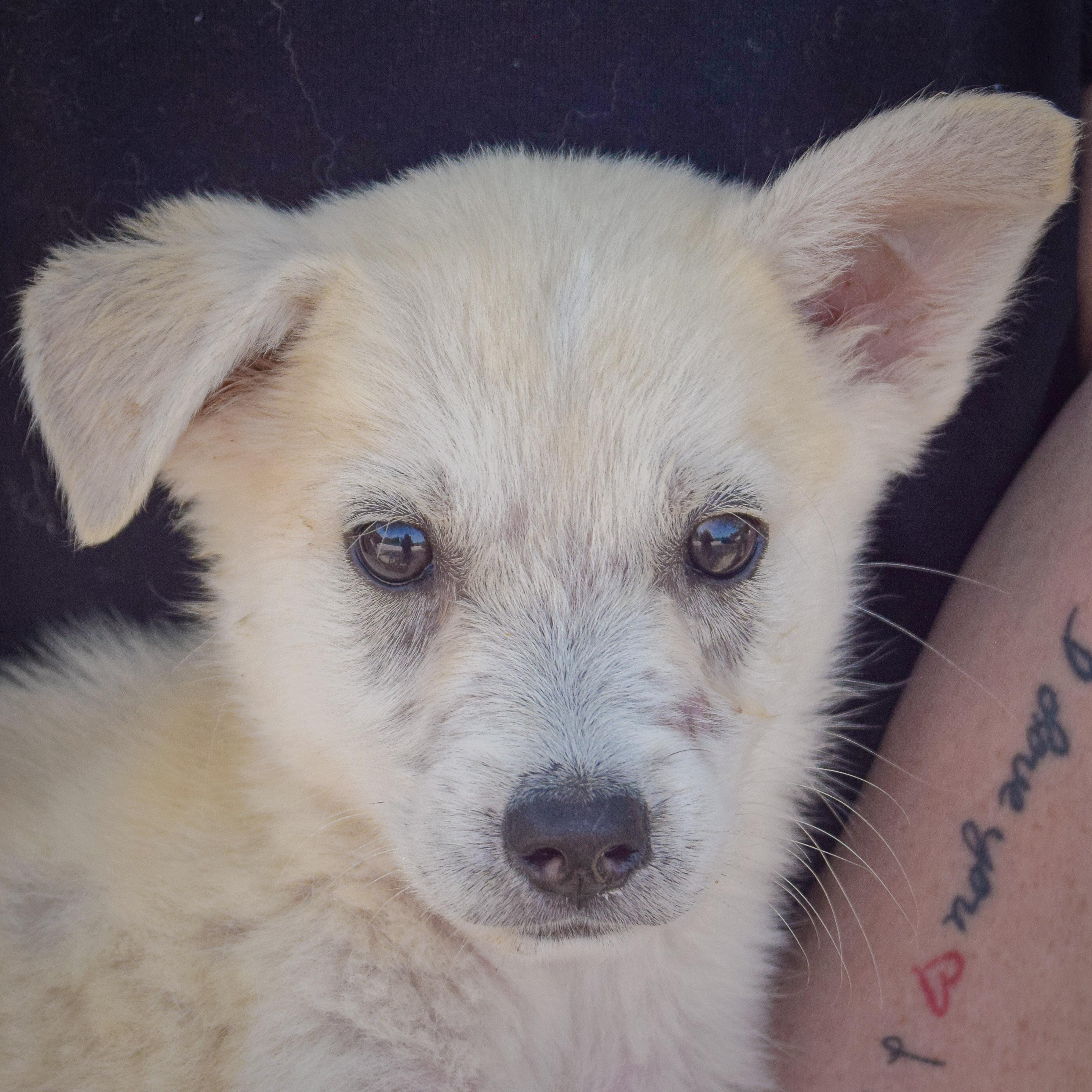 Enlarge Bruce, a Adopted mixed breed in Huntley, IL image 6/6