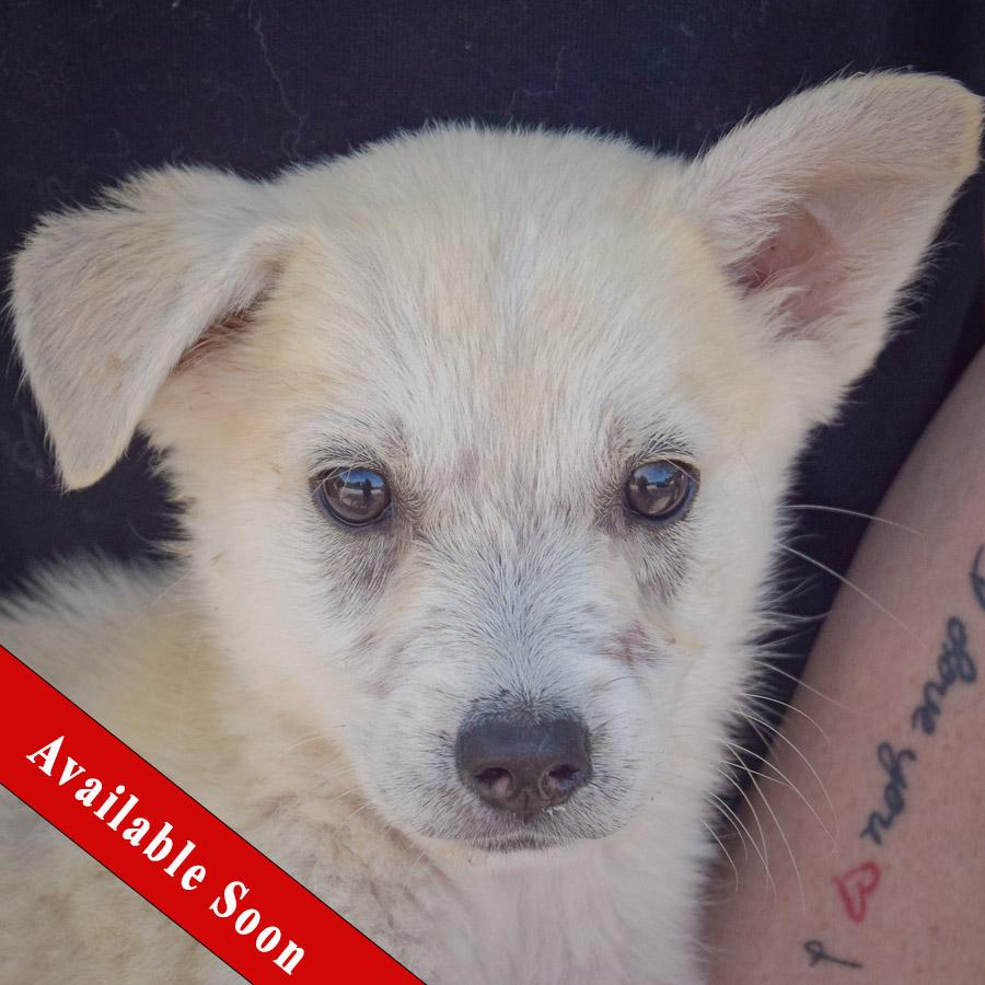 Bruce, Adopted, Puppy Male Husky & German Shepherd Dog.