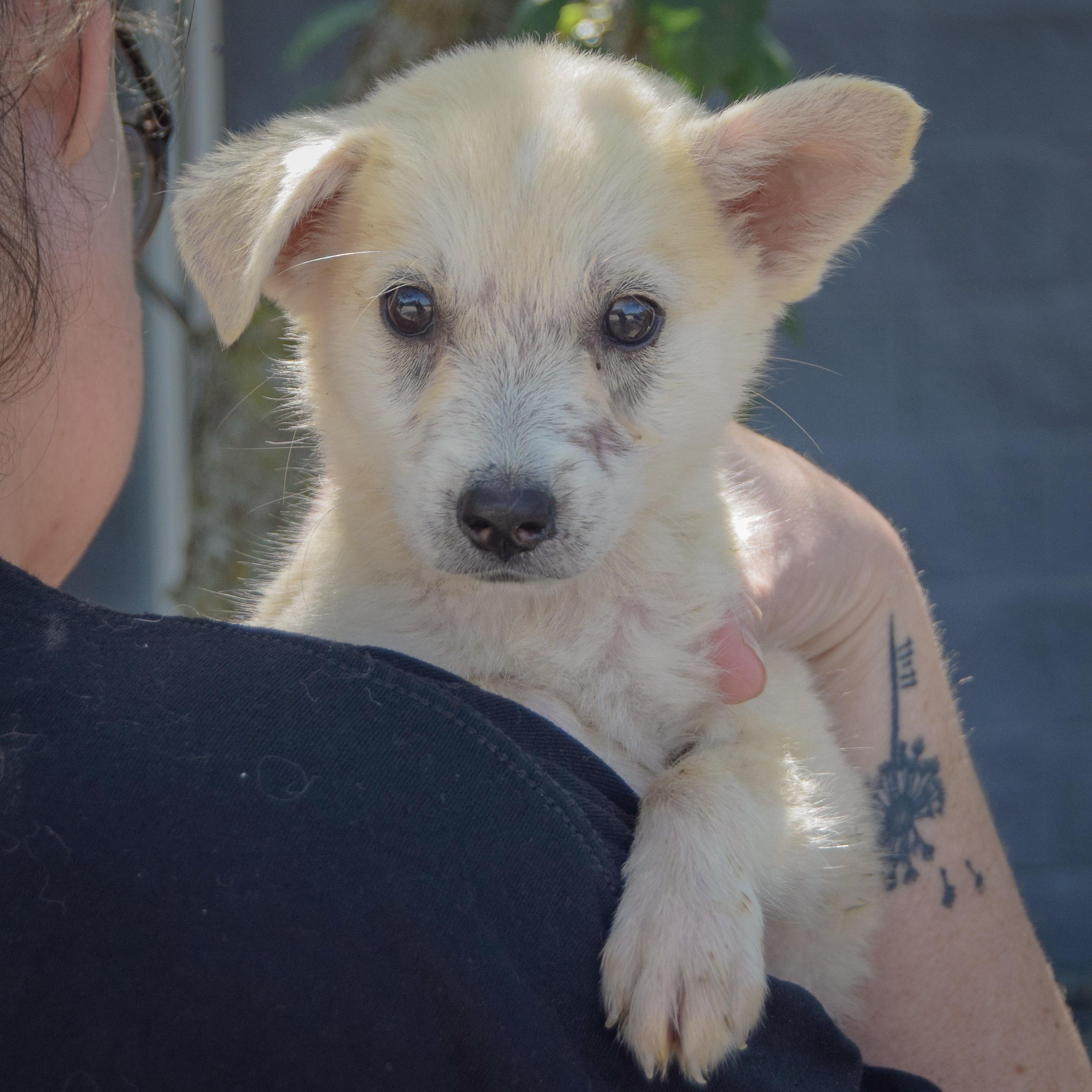Enlarge Bruce, a Adopted mixed breed in Huntley, IL image 5/6