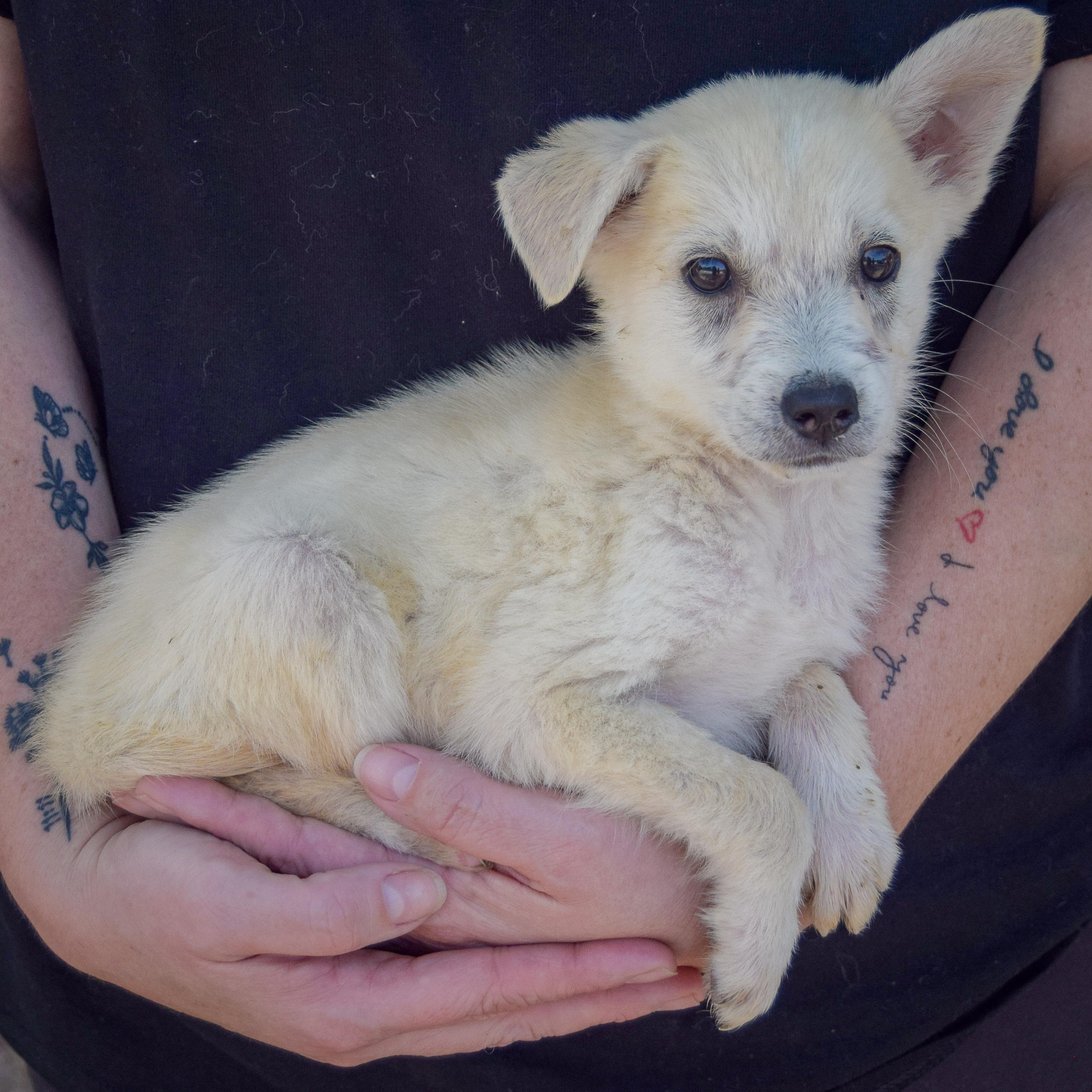 Enlarge Bruce, a Adopted mixed breed in Huntley, IL image 2/6