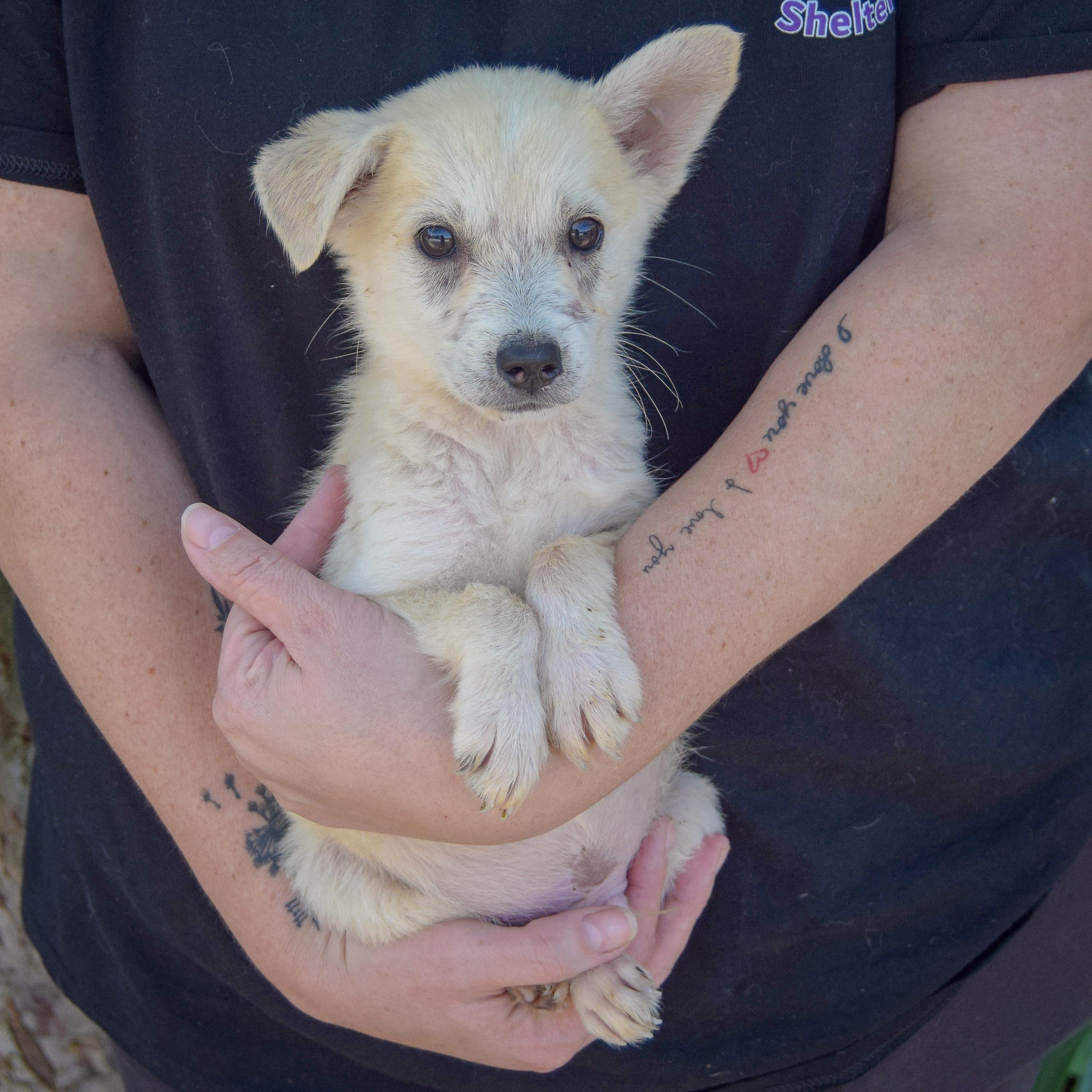 Enlarge Bruce, a Adopted mixed breed in Huntley, IL image 3/6