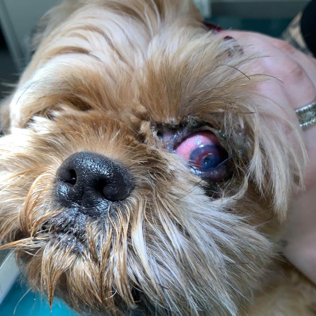 Coco, Adoptable, Adult Male Shih Tzu.