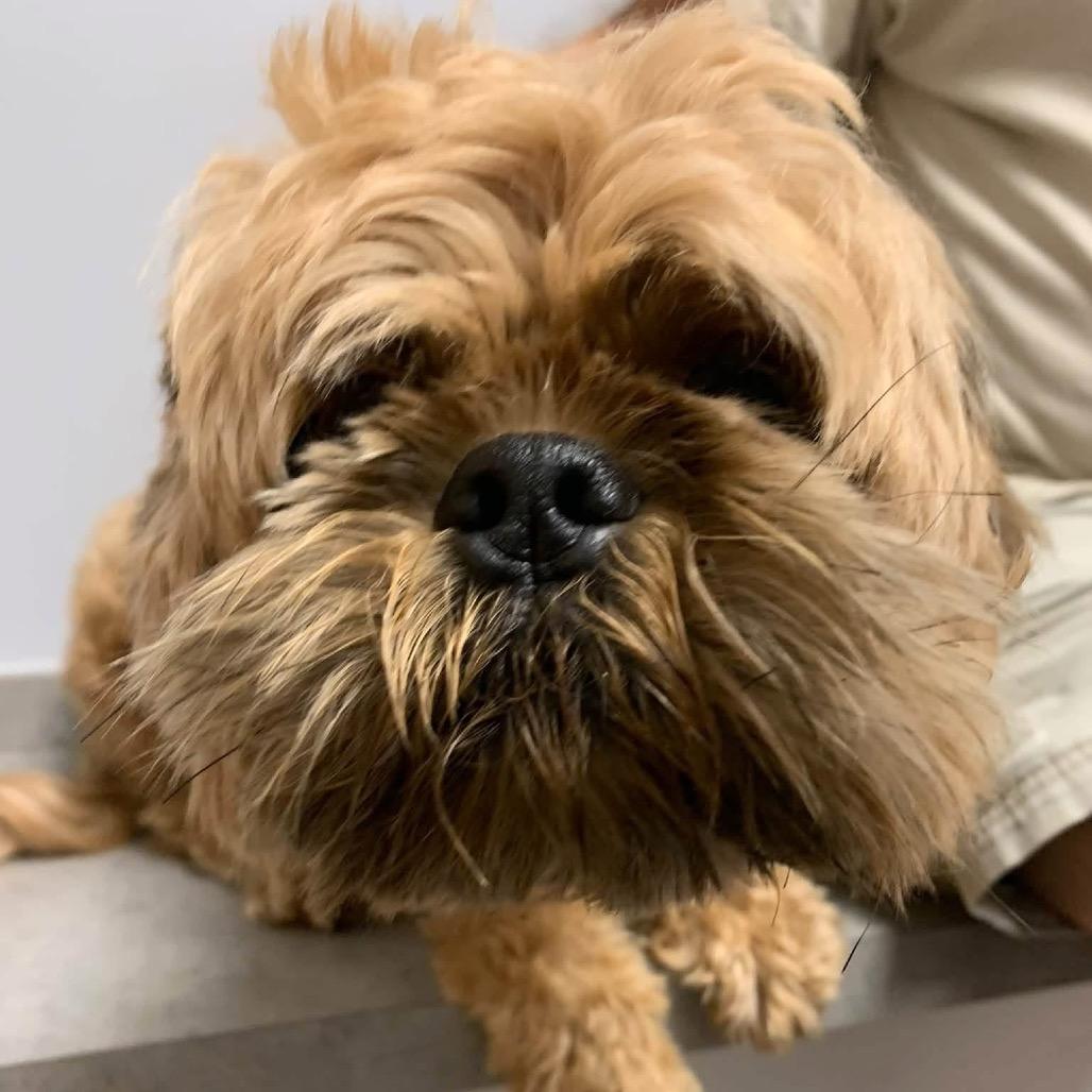 Enlarge Coco, a Adoptable Shih Tzu in Allen, TX image 2/2