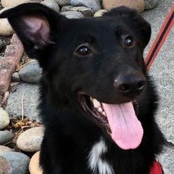 James P., Adopted, Young Male German Shepherd Dog.