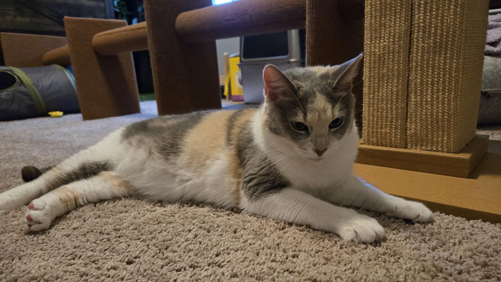 Sylvie, a Adoptable Domestic Short Hair in Alpharetta, GA image 1/3