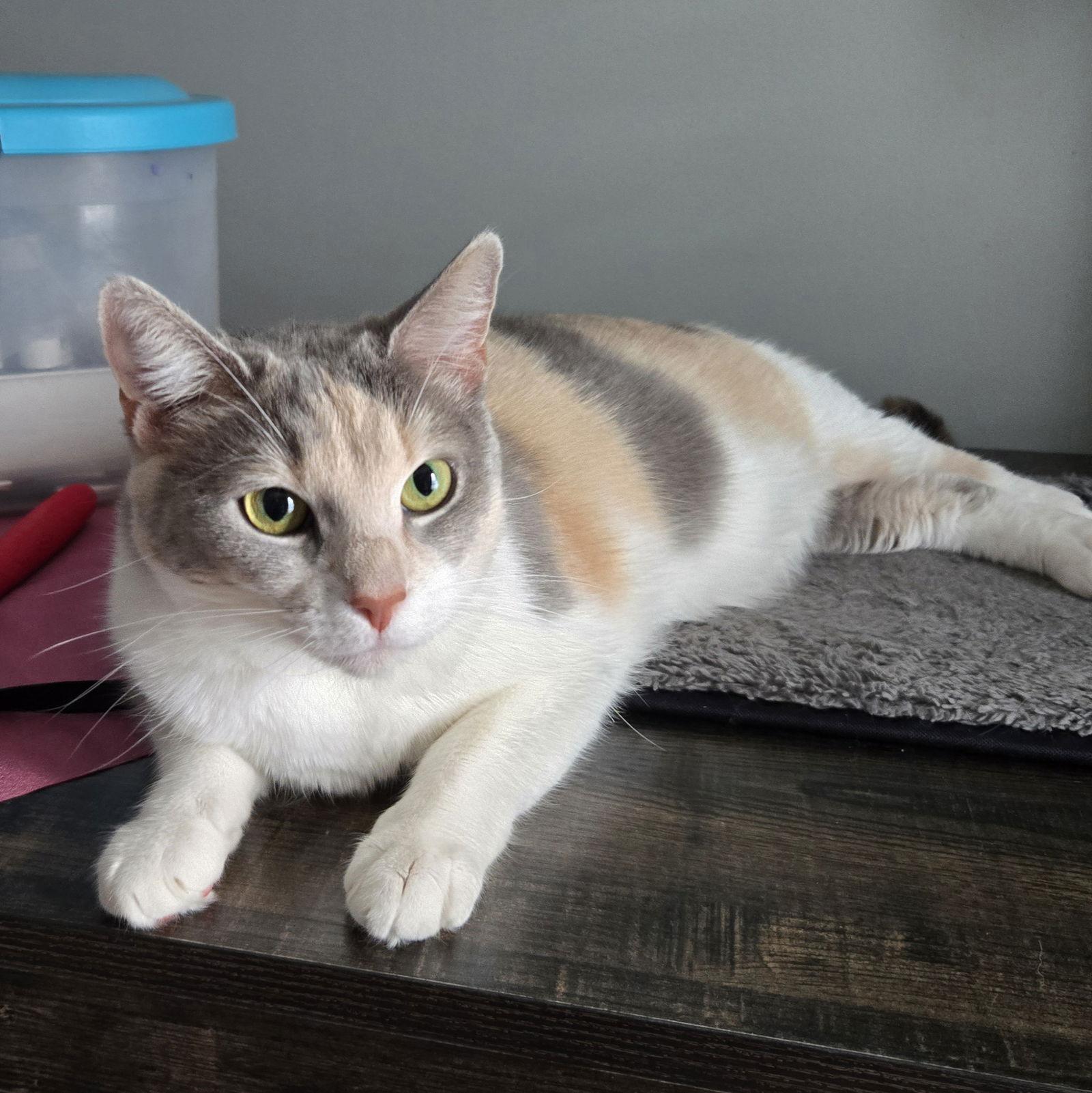 Sylvie, a Adoptable Domestic Short Hair in Alpharetta, GA image 2/3