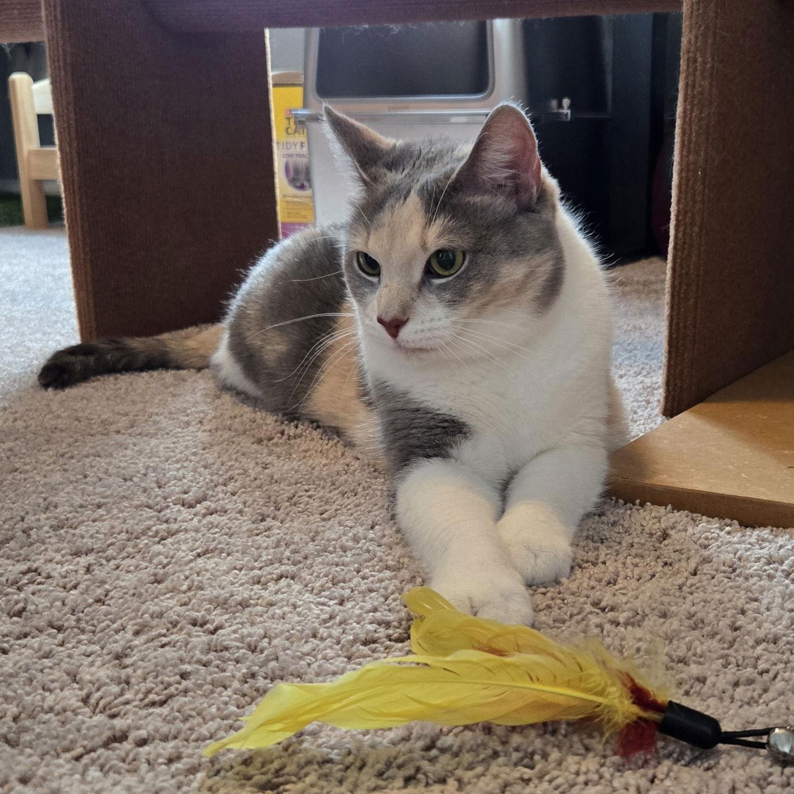 Sylvie, a Adoptable Domestic Short Hair in Alpharetta, GA image 3/3