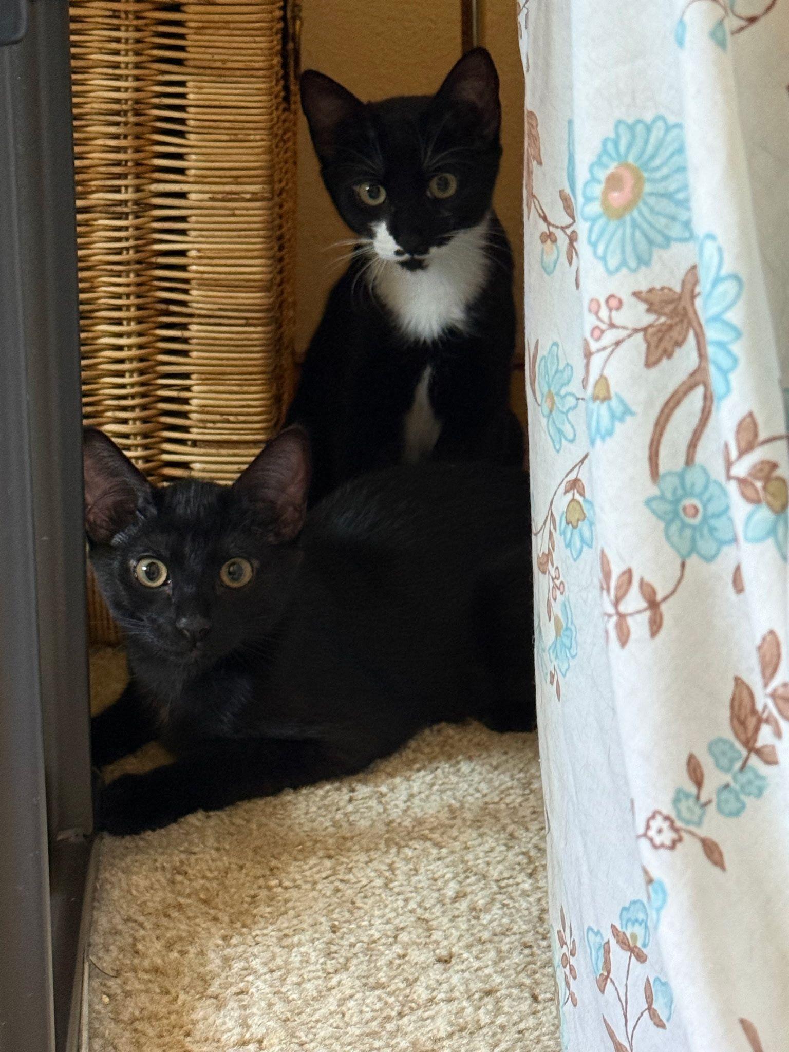 Enlarge Isabel, a Adoptable Domestic Short Hair in Bothell, WA image 3/6