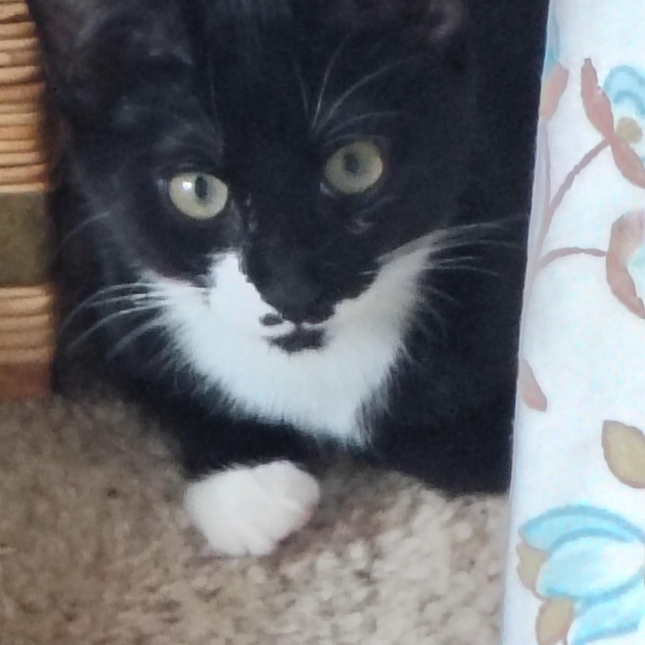 Enlarge Isabel, a ADOPTABLE Domestic Short Hair in Bothell, WA image 3/3