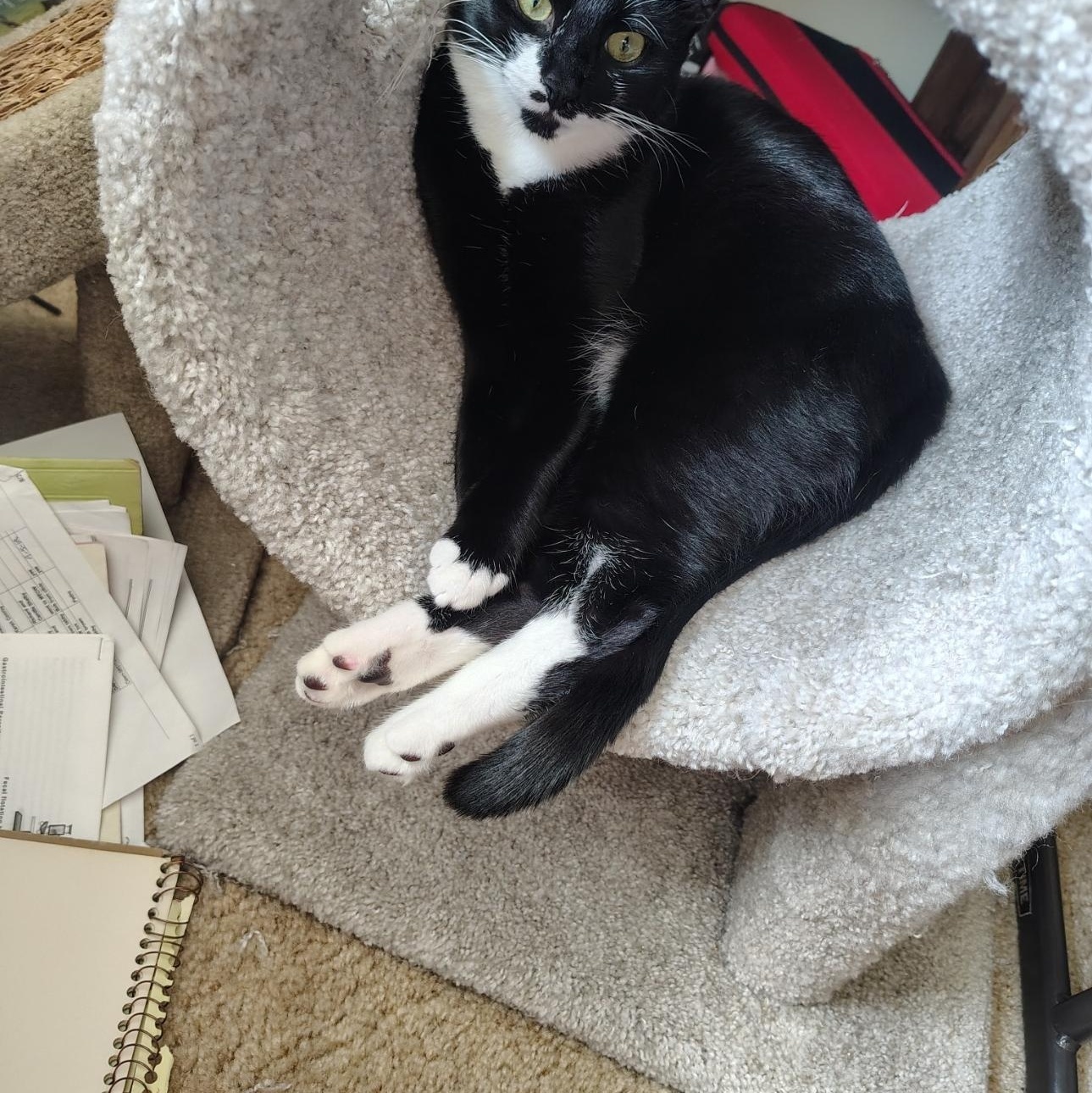 Enlarge Isabel, a Adoptable Domestic Short Hair in Bothell, WA image 2/6