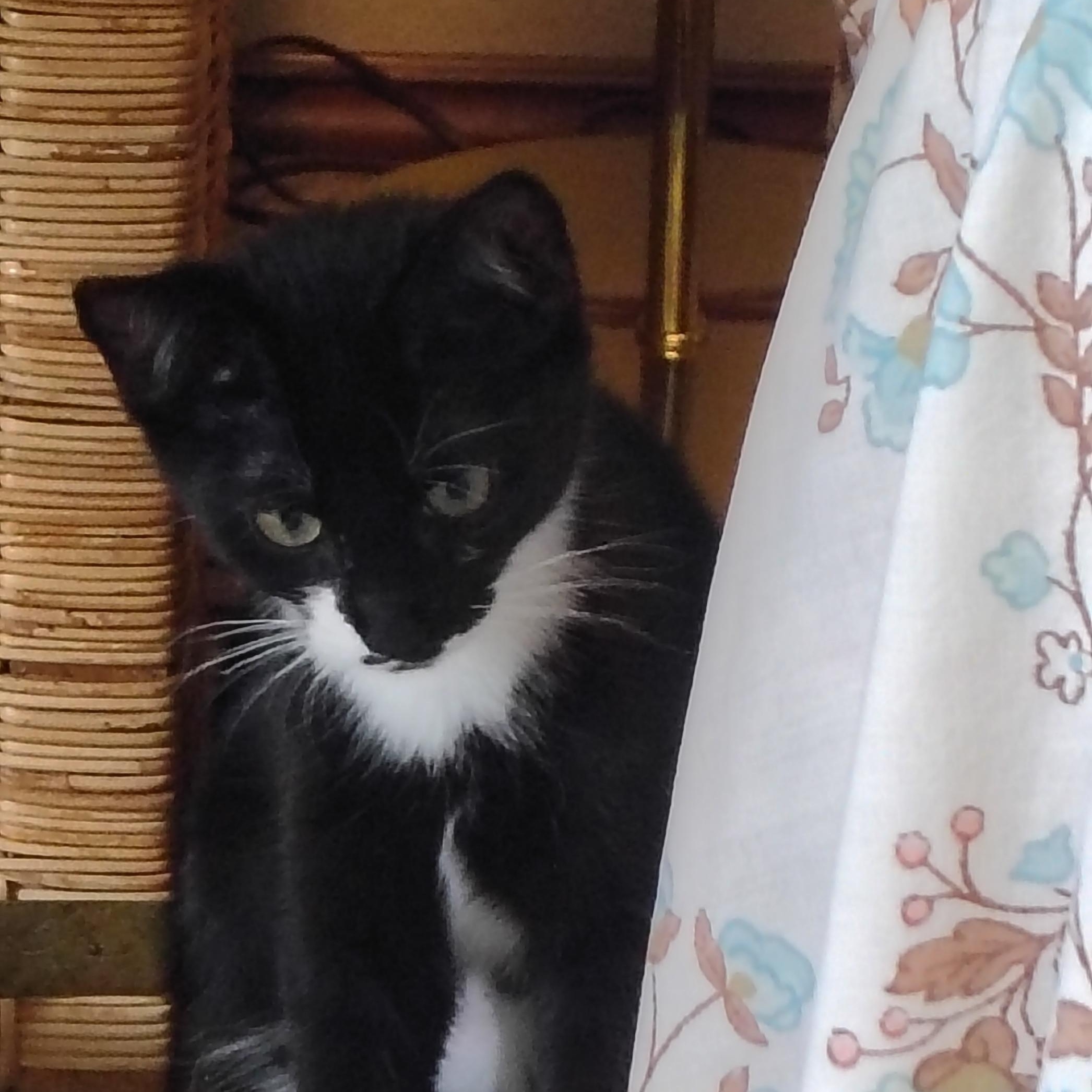 Enlarge Isabel, a ADOPTABLE Domestic Short Hair in Bothell, WA image 2/3