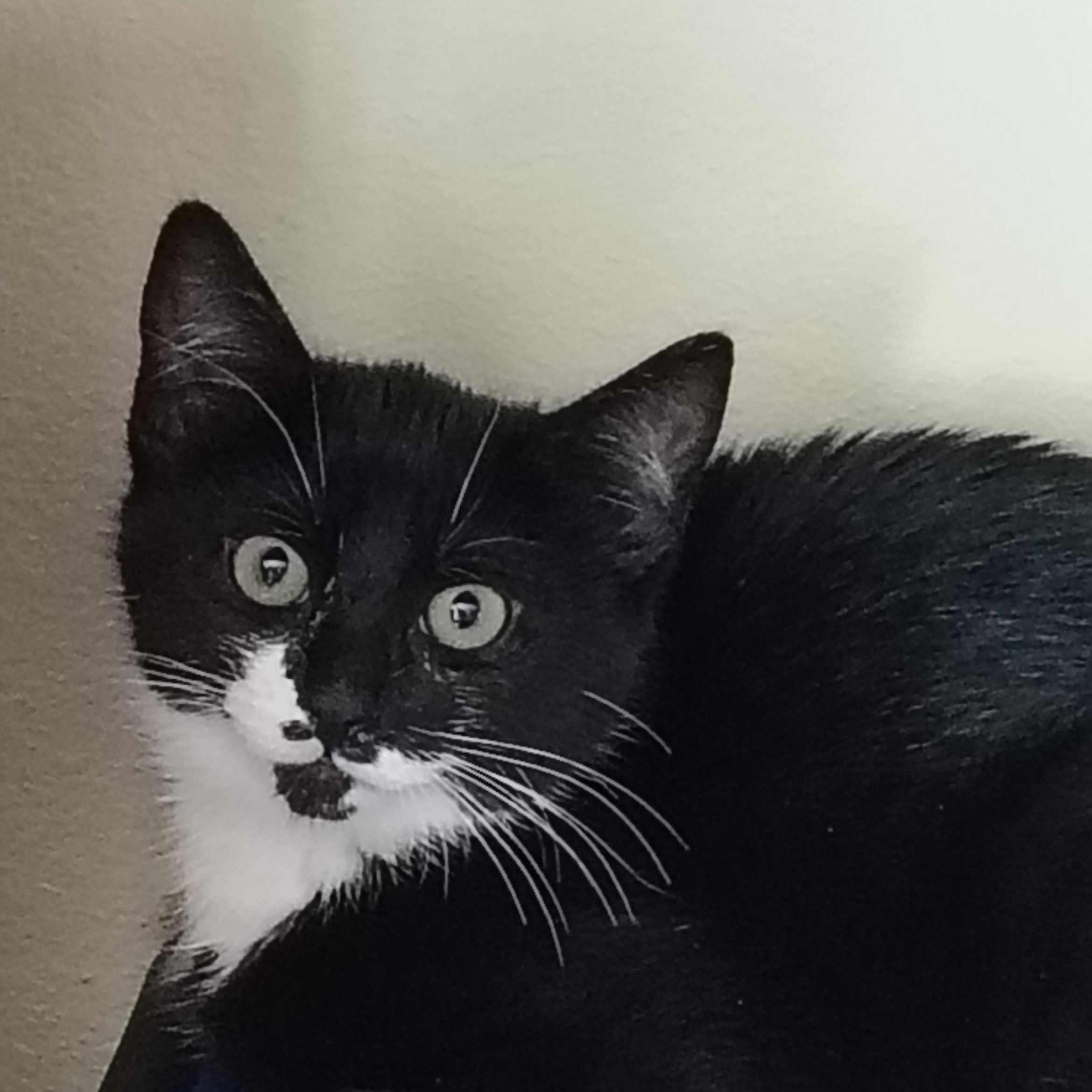 Isabel, ADOPTABLE, Kitten Female Domestic Short Hair.