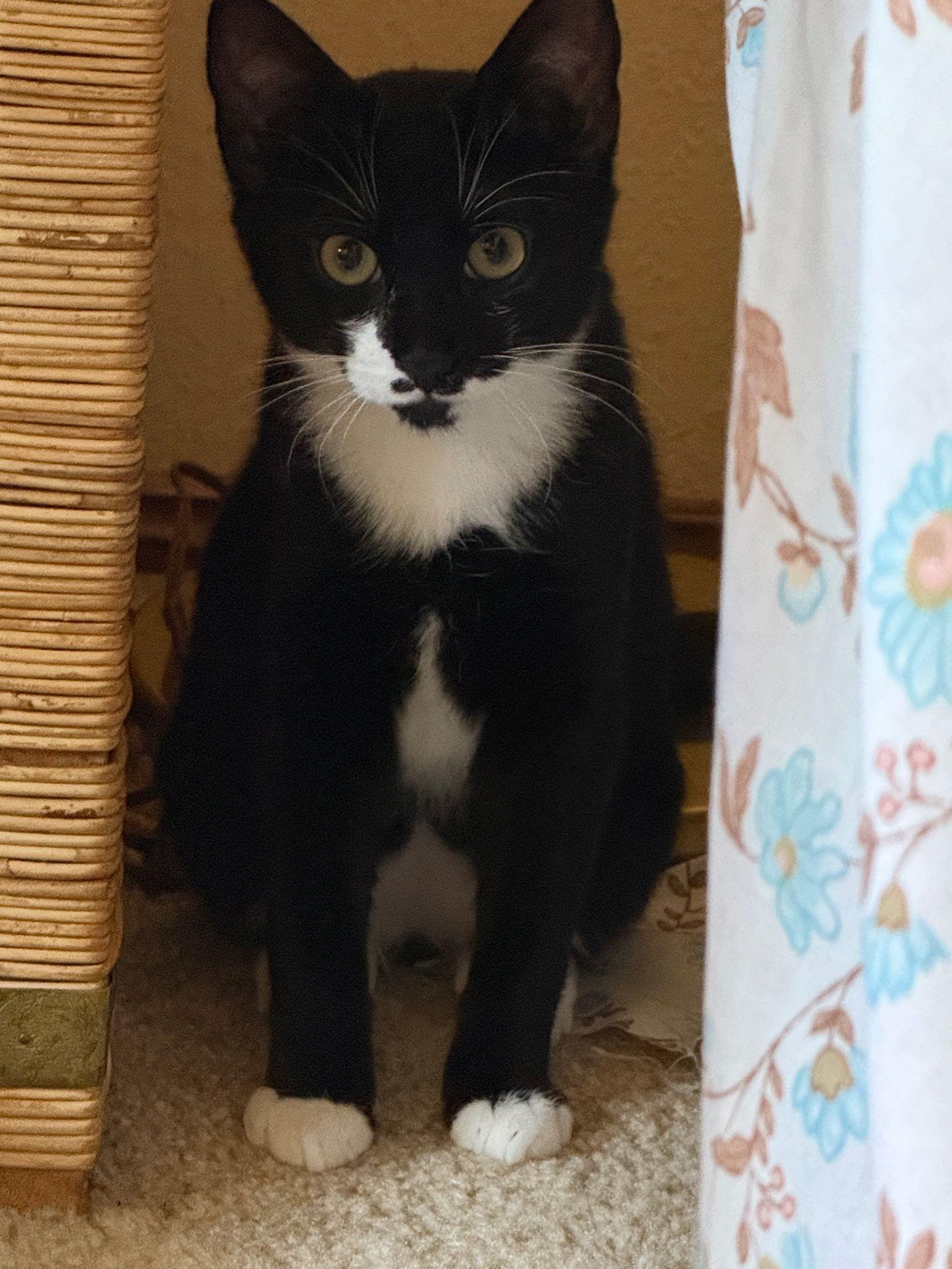 Isabel, Adoptable, Young Female Domestic Short Hair.