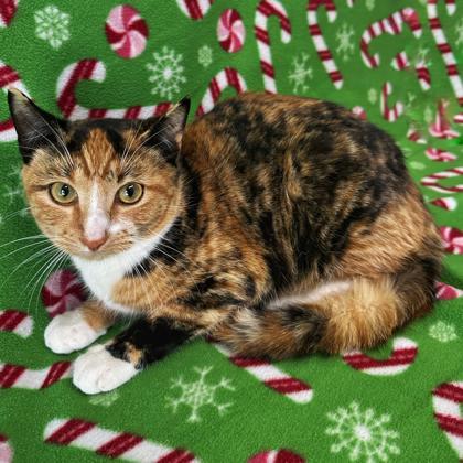 Sally, Adoptable, Young Female Domestic Short Hair & Domestic Short Hair.