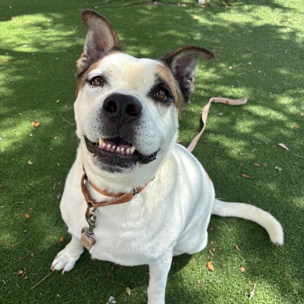 Enlarge Louie, a Adoptable Mixed Breed in Naples, FL image 1/6