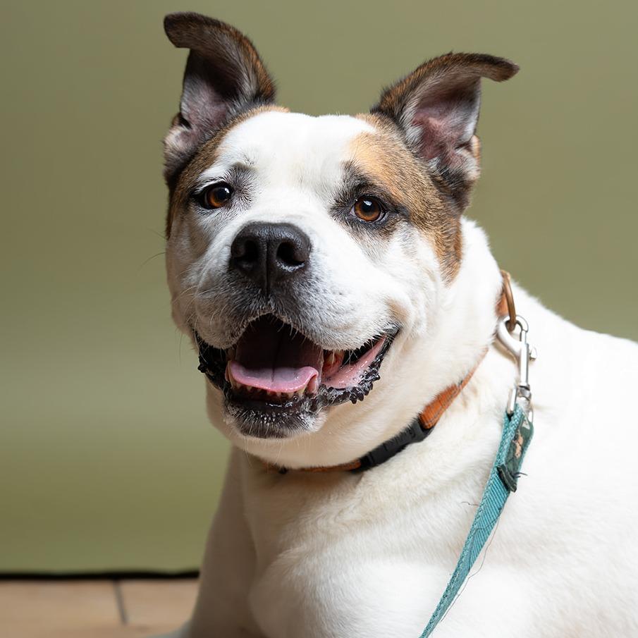 Enlarge Louie, a Adoptable Mixed Breed in Naples, FL image 2/6