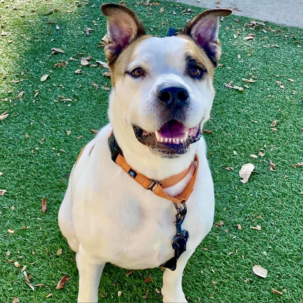 Enlarge Louie, a Adoptable Mixed Breed in Naples, FL image 3/6