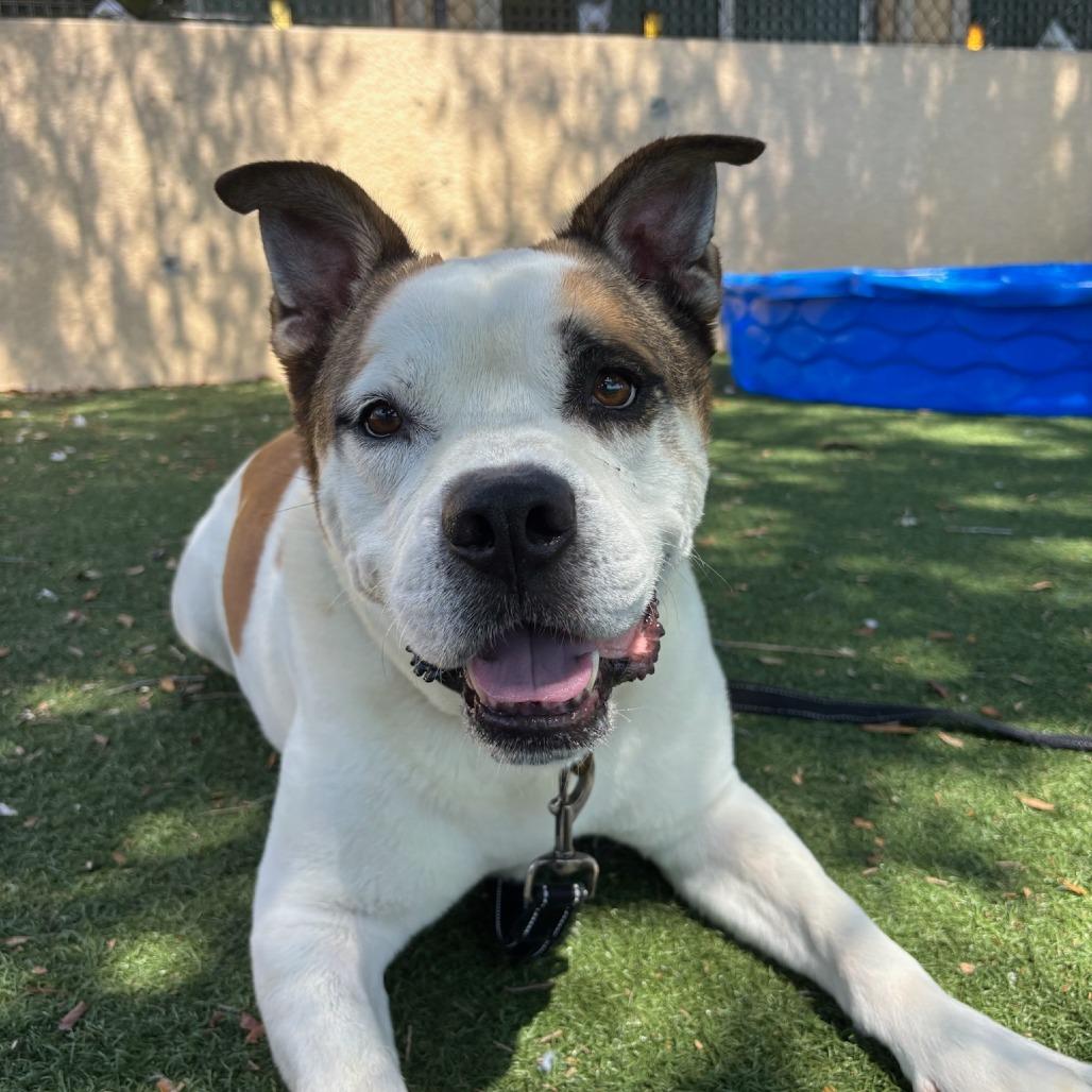Enlarge Louie, a Adoptable Mixed Breed in Naples, FL image 4/6