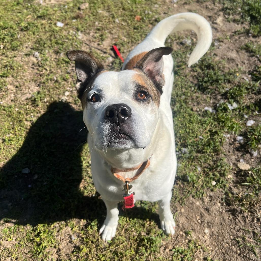 Enlarge Louie, a Adoptable Mixed Breed in Naples, FL image 5/6