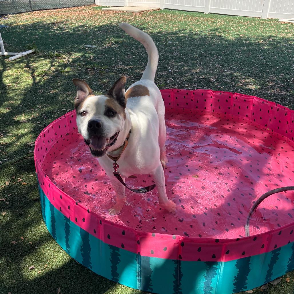 Enlarge Louie, a Adoptable Mixed Breed in Naples, FL image 5/6