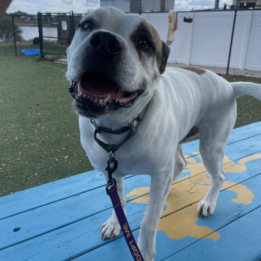 Enlarge Louie, a Adoptable Mixed Breed in Naples, FL image 6/6