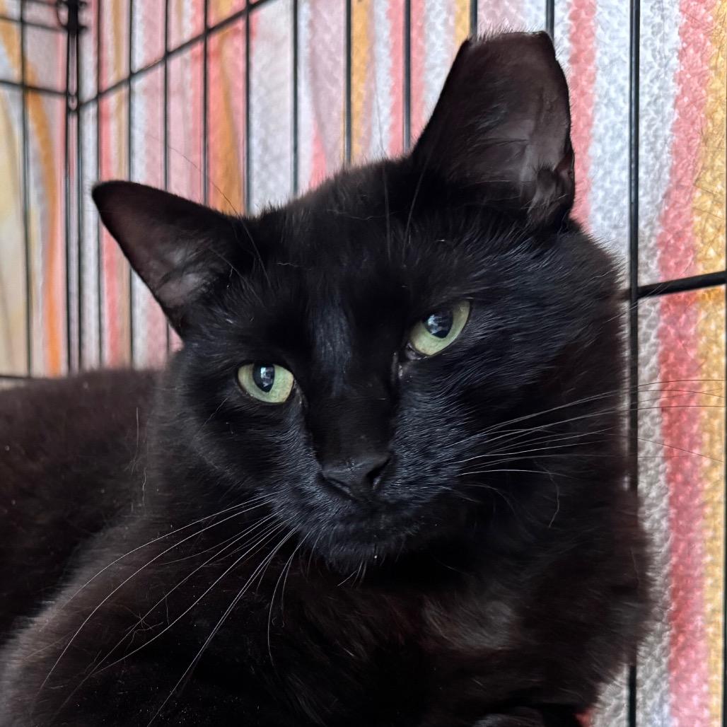 Taber, Adoptable, Adult Male Domestic Short Hair.