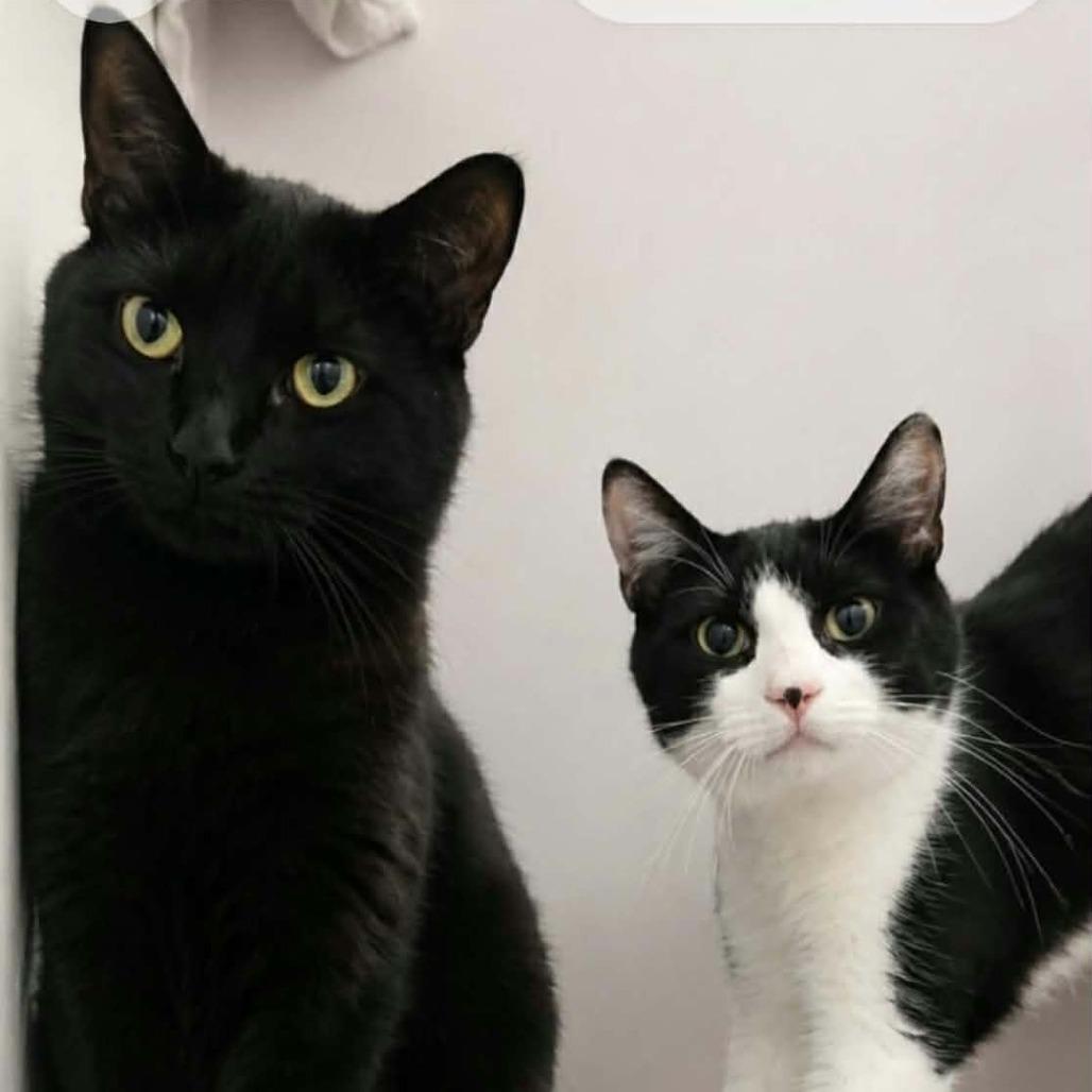 Enlarge Taber, a Adoptable Domestic Short Hair in Salisbury, MA image 2/2