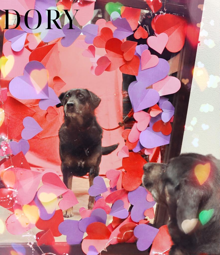 Enlarge Dory, a Adoptable Mixed Breed in Jonesboro, AR image 2/3