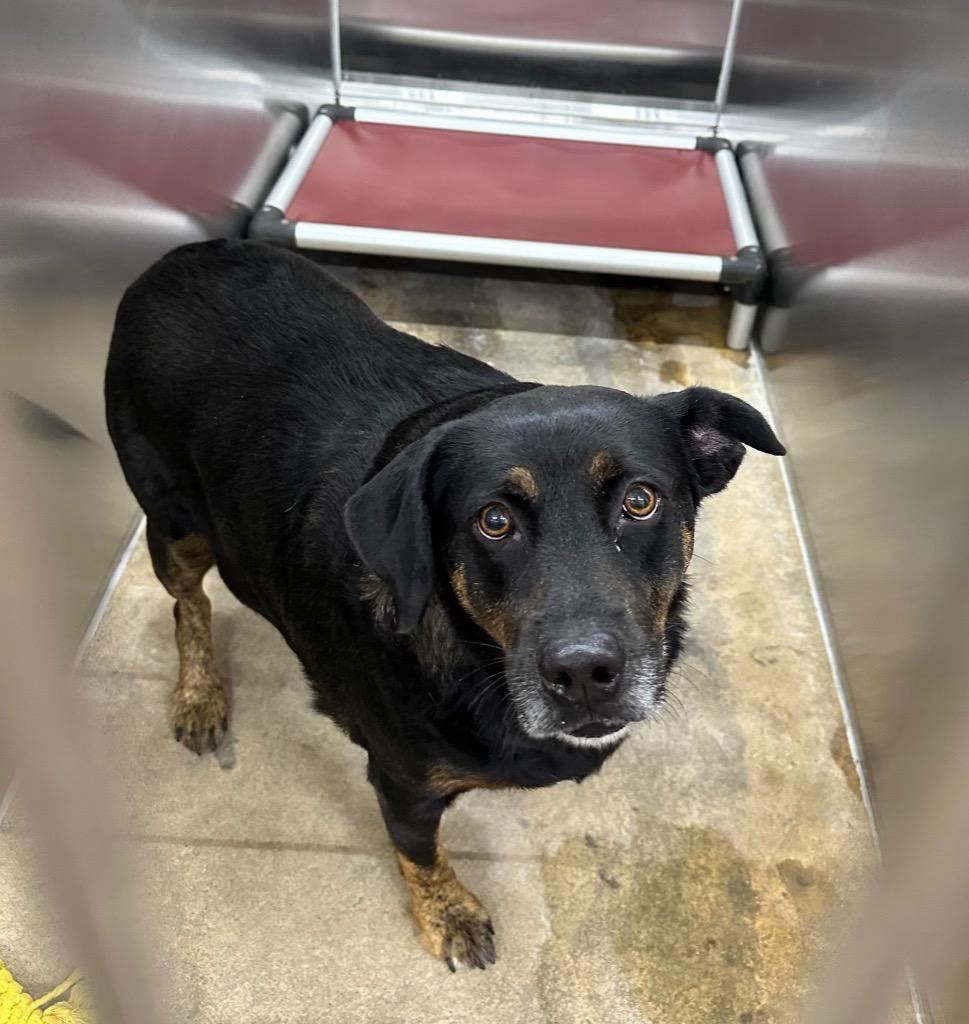 Enlarge Dory, a Adoptable Mixed Breed in Jonesboro, AR image 2/2